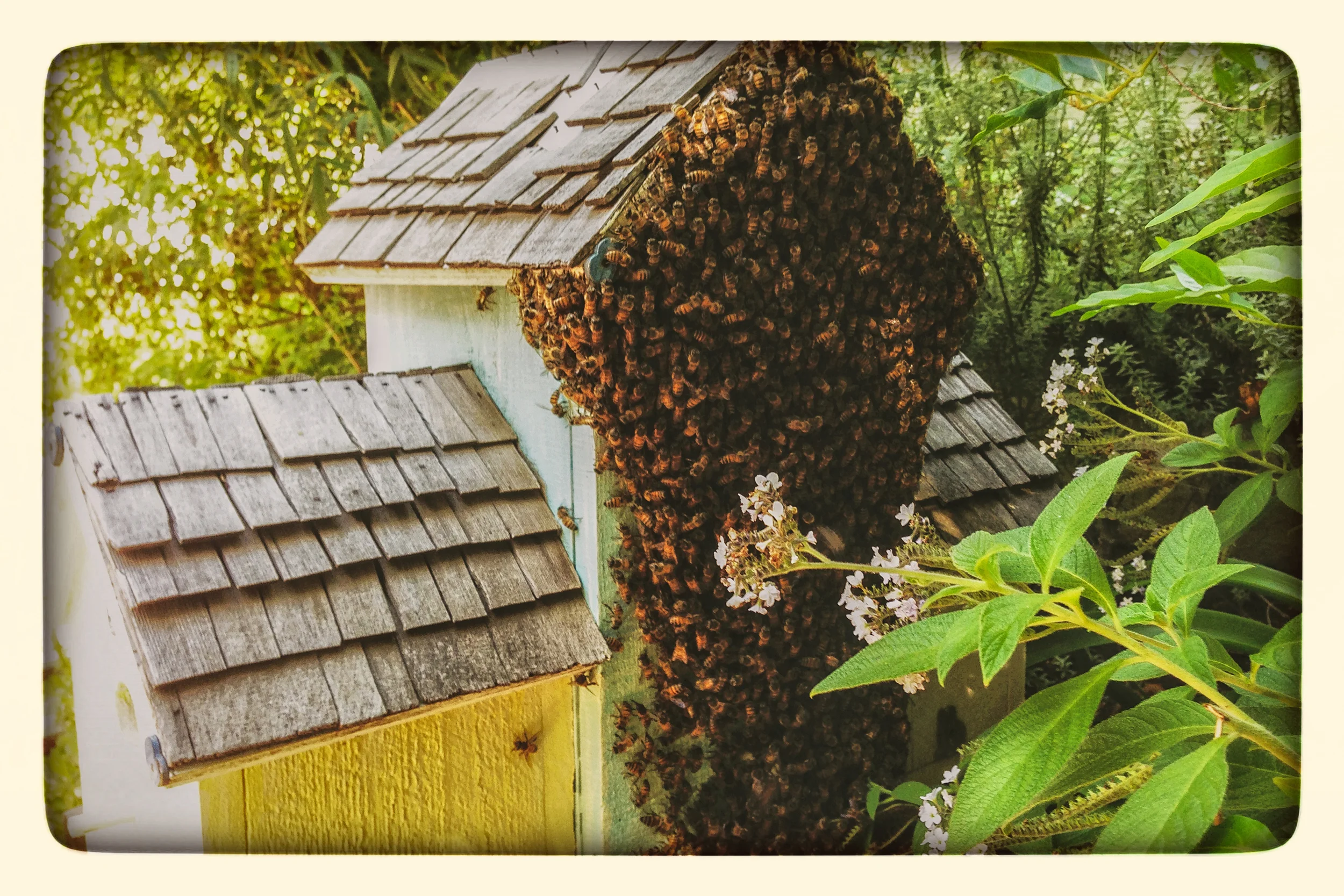 A bee just stung me in the neck…and I liked it!