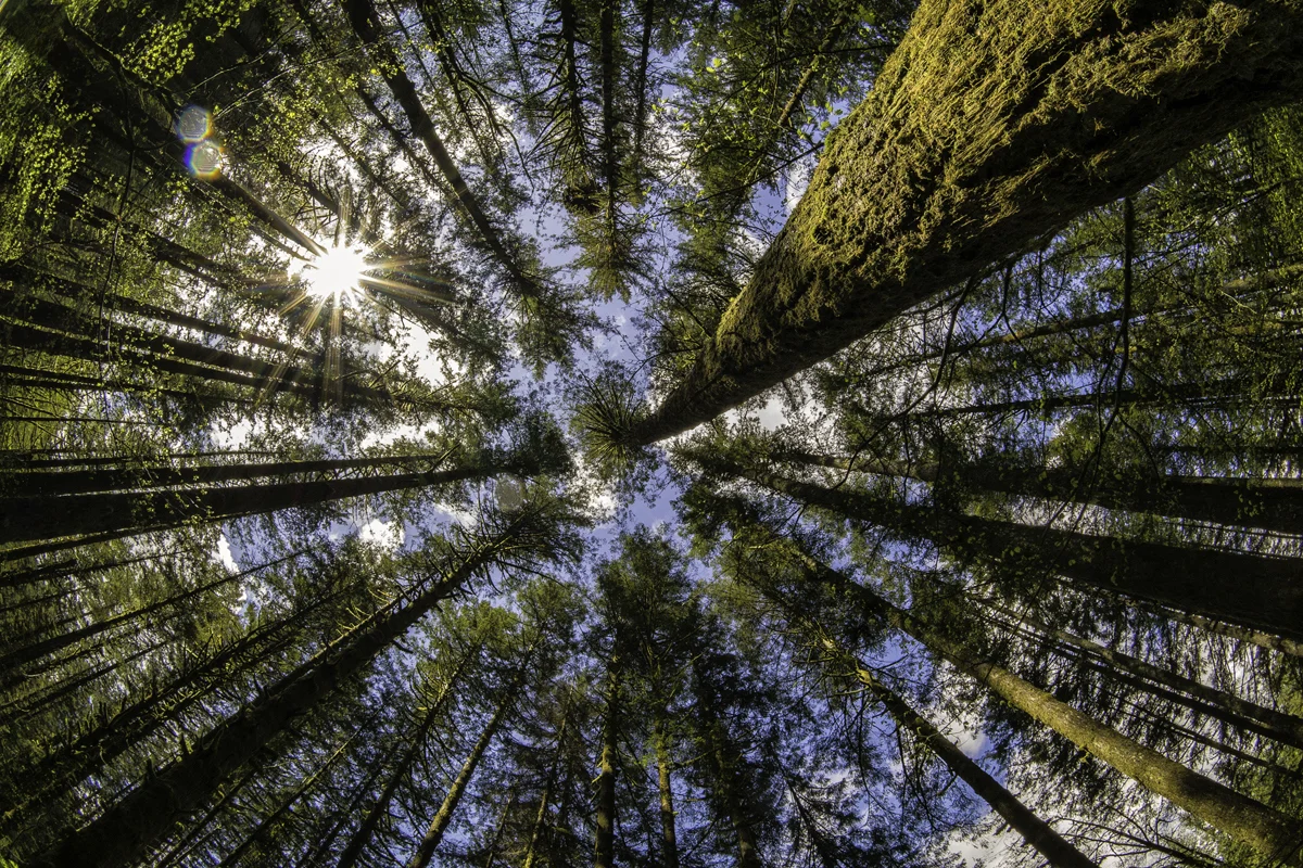 Flanked By Firs And Braving The Bridge – A Mirrorless Camera Pacific Northwest Photo Trip – Part 5