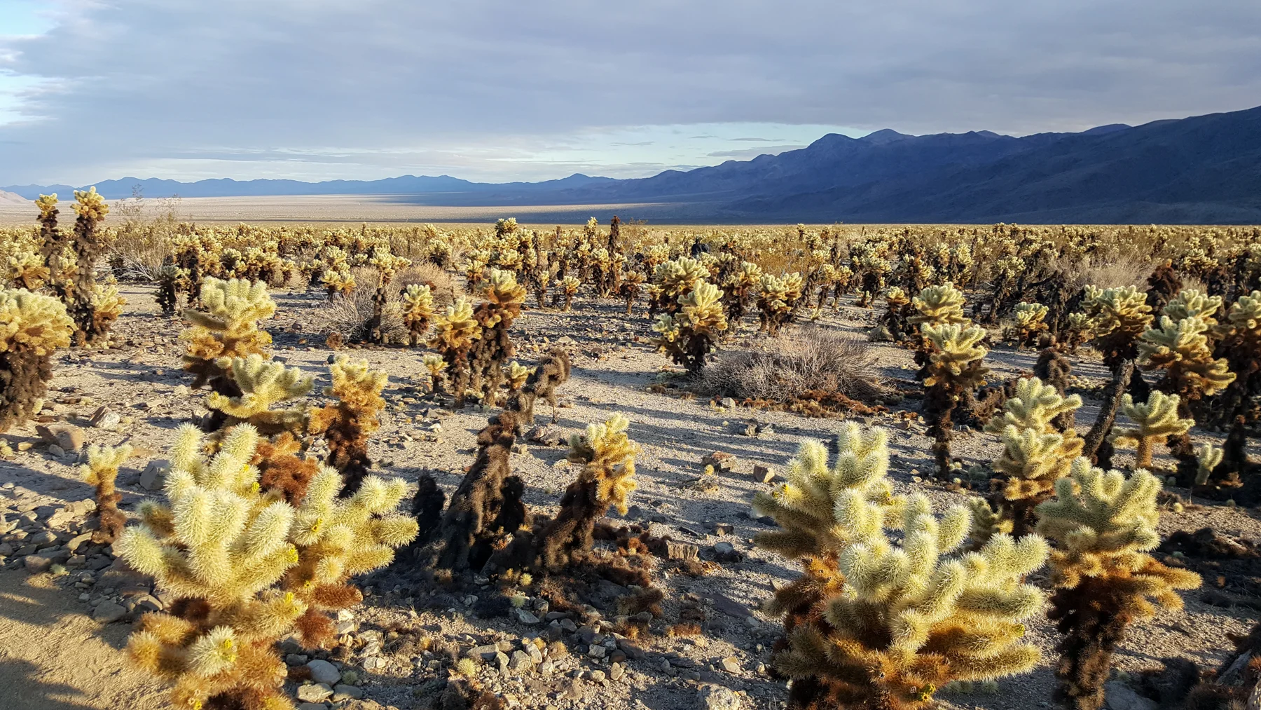 We Chose To OptOutside, And The Mojave Desert Took Us In. A Thanksgiving 2015 Tale In Pictures.