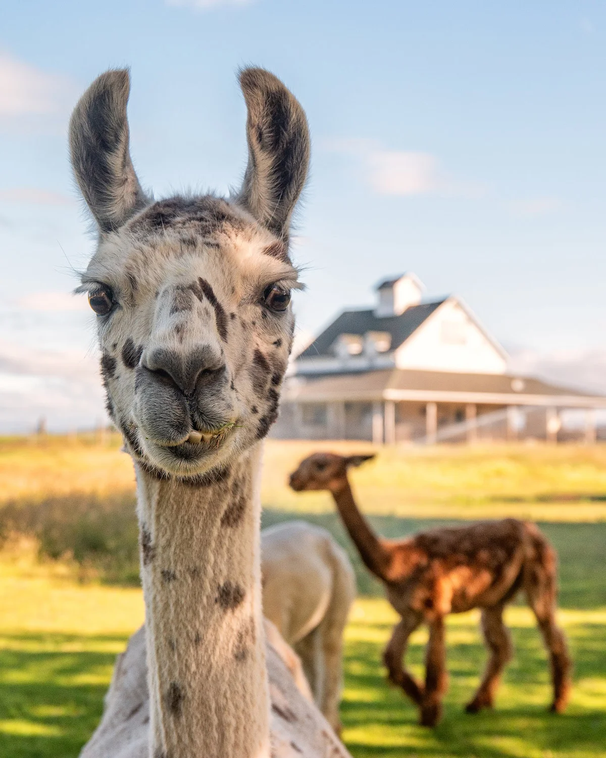 A Sun Set Moon Rise Moon Set Sun Rise Shoot at Oakwood Gardens. Oh, and alpacas. Yes, alpacas.