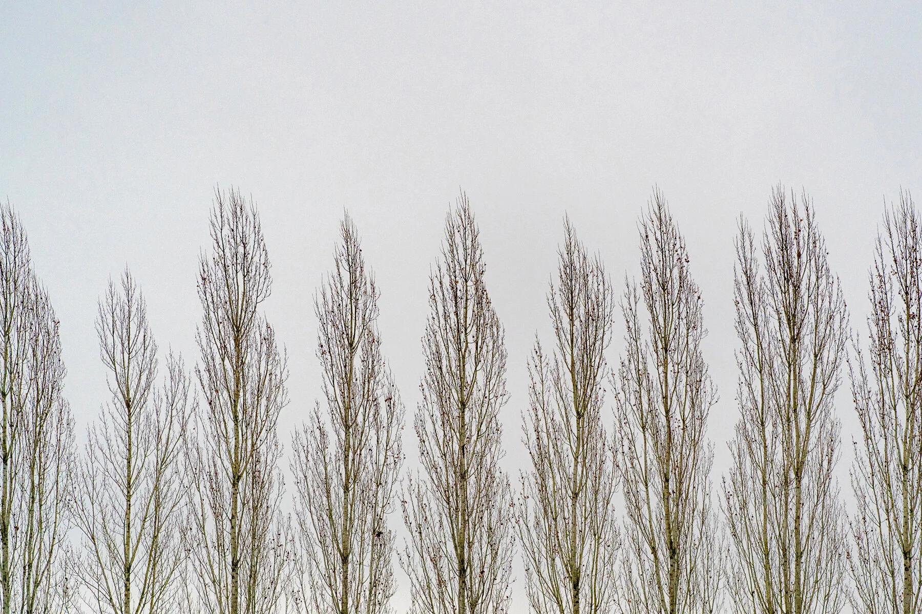 The End Is The Beginning Is The End Is The Beginning – A Winter Stroll Through Oakwood Gardens