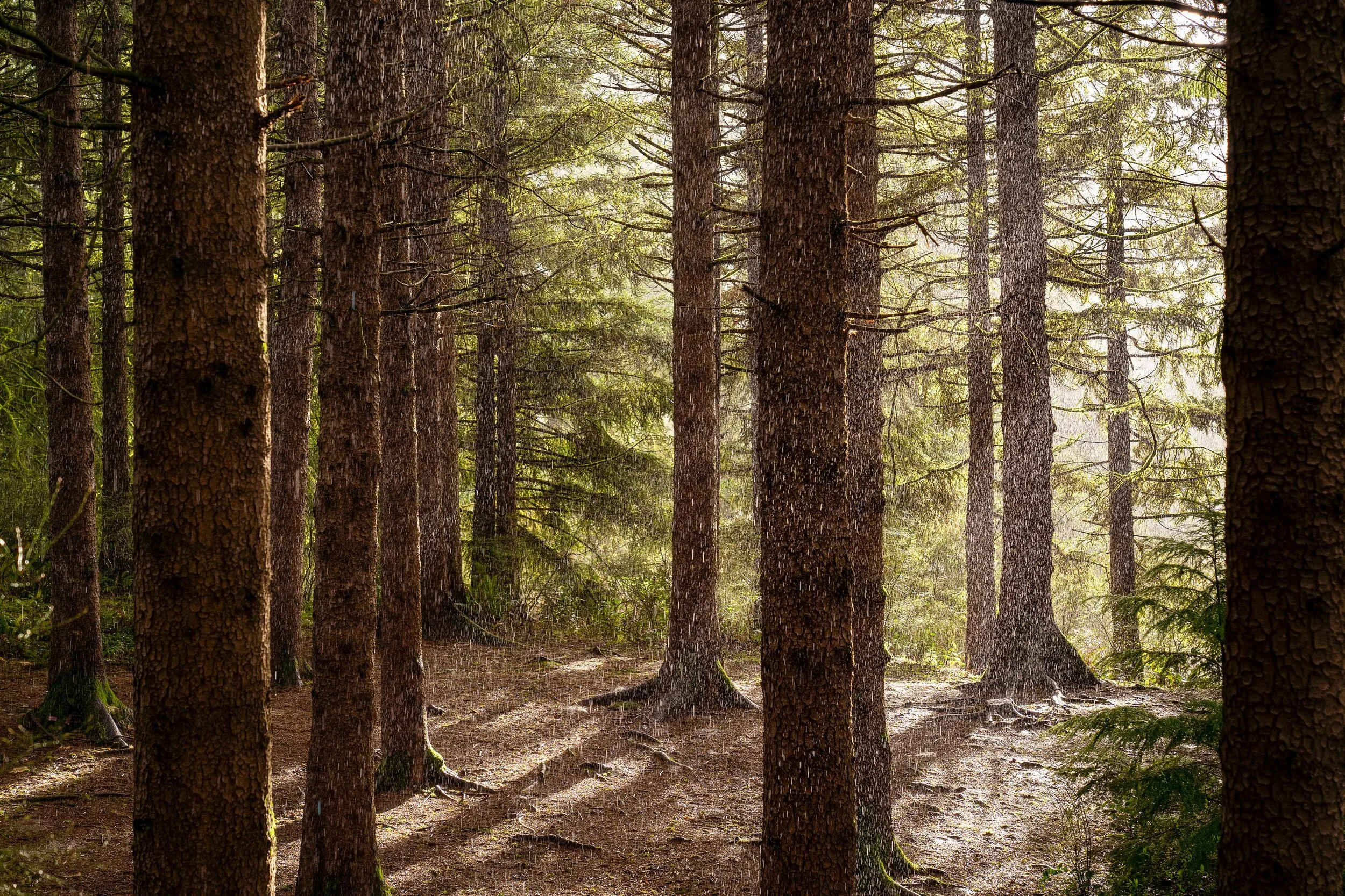 Forest + Hail + Sun + Rain + SunRain = Magic