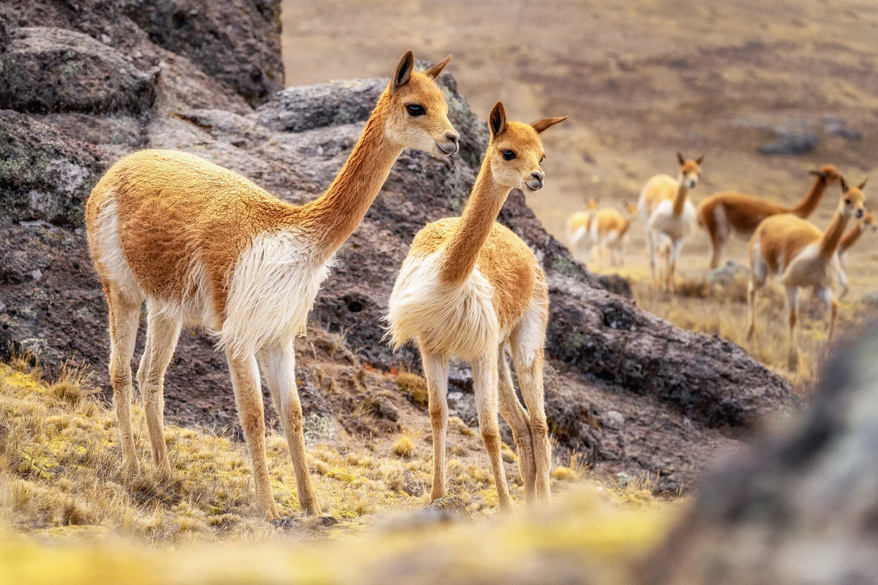 Peaks n’ ‘Pacas in Peru – An Alpaca Fueled Trek Through The Andes – Part 3 – The Vicuna Chaccu