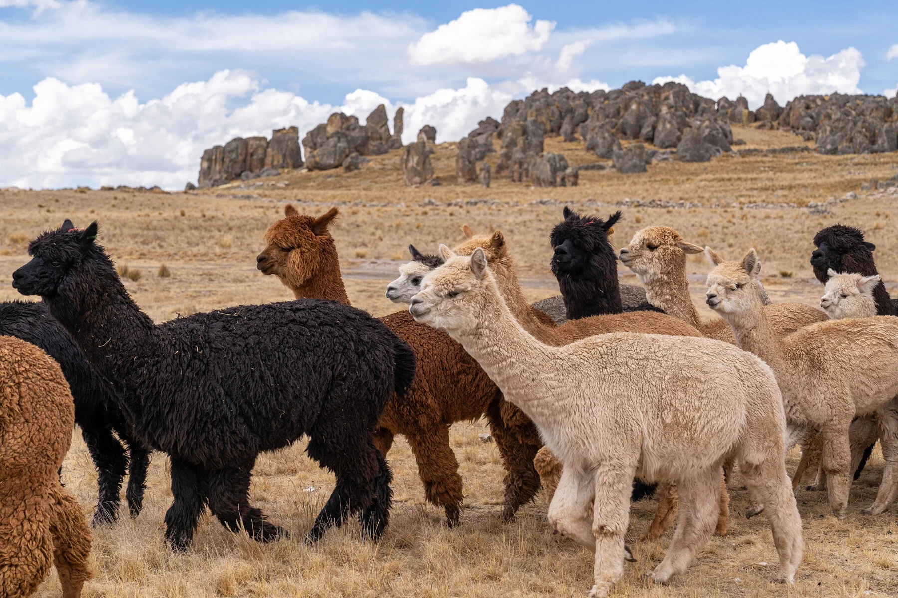 Peaks n’ ‘Pacas in Peru – An Alpaca Fueled Trek Through The Andes – Part 1 – Where The Wacky Alpacky Hath Led Me