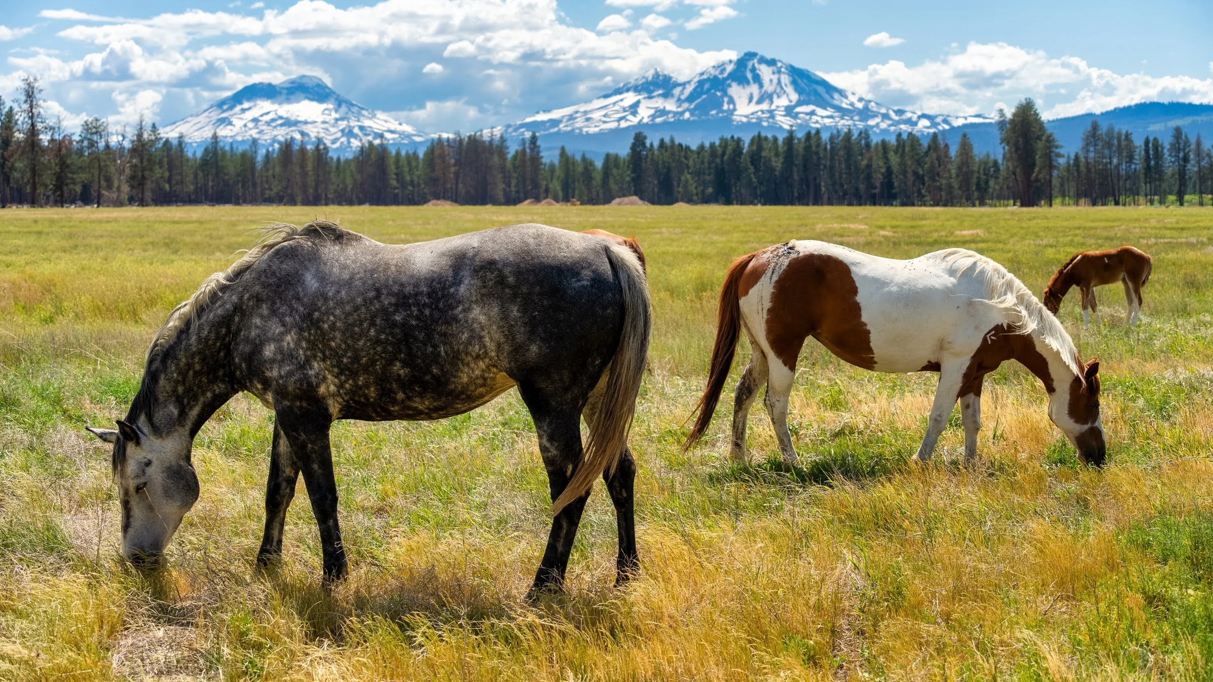 Horsesona Ranchin Bend Oregon Photographyby 5000px