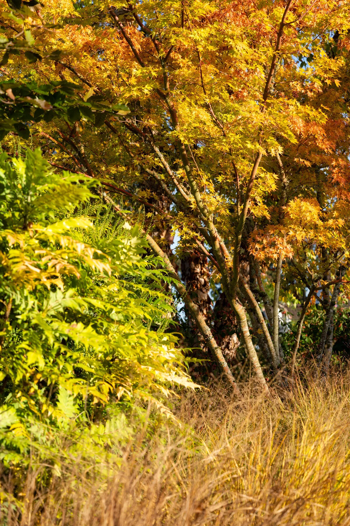 Oakwood Gardens Fall Color Garden Photographyby