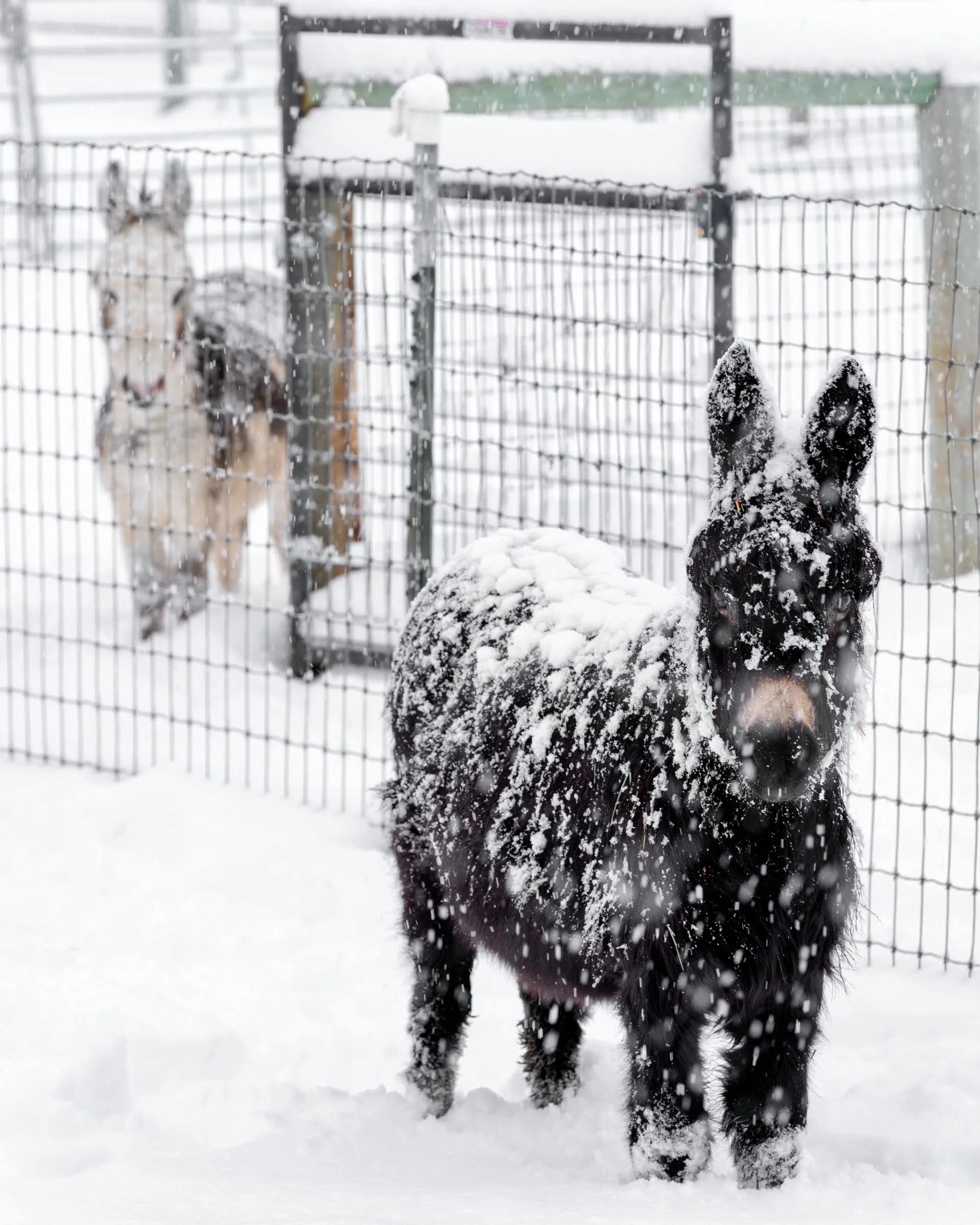 Bend Snow Day Flying Dutchman Alpacas Farm