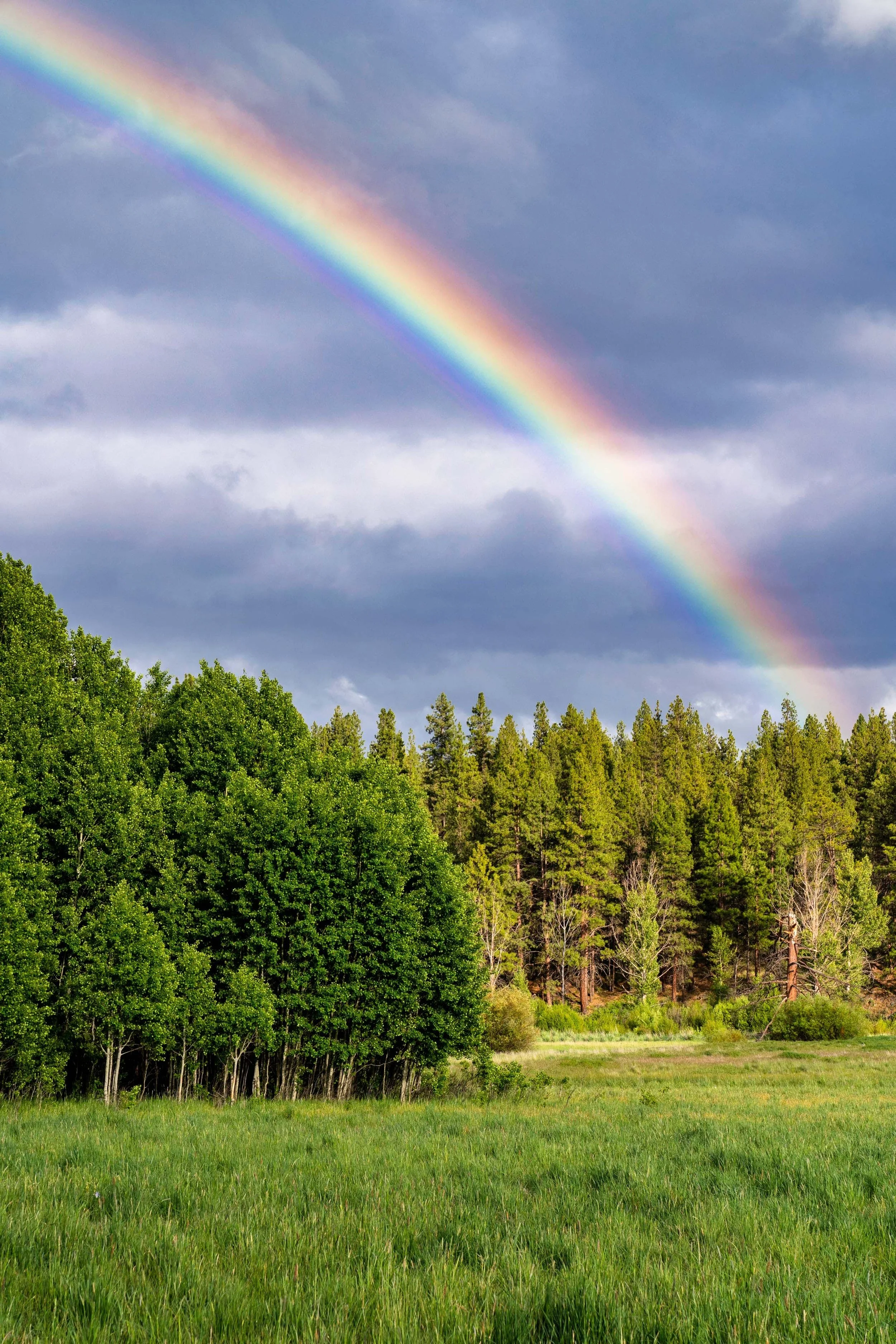 Camp Polk Meadow Preserve Spring2022 Deschutes Land Trust Photographyby webres
