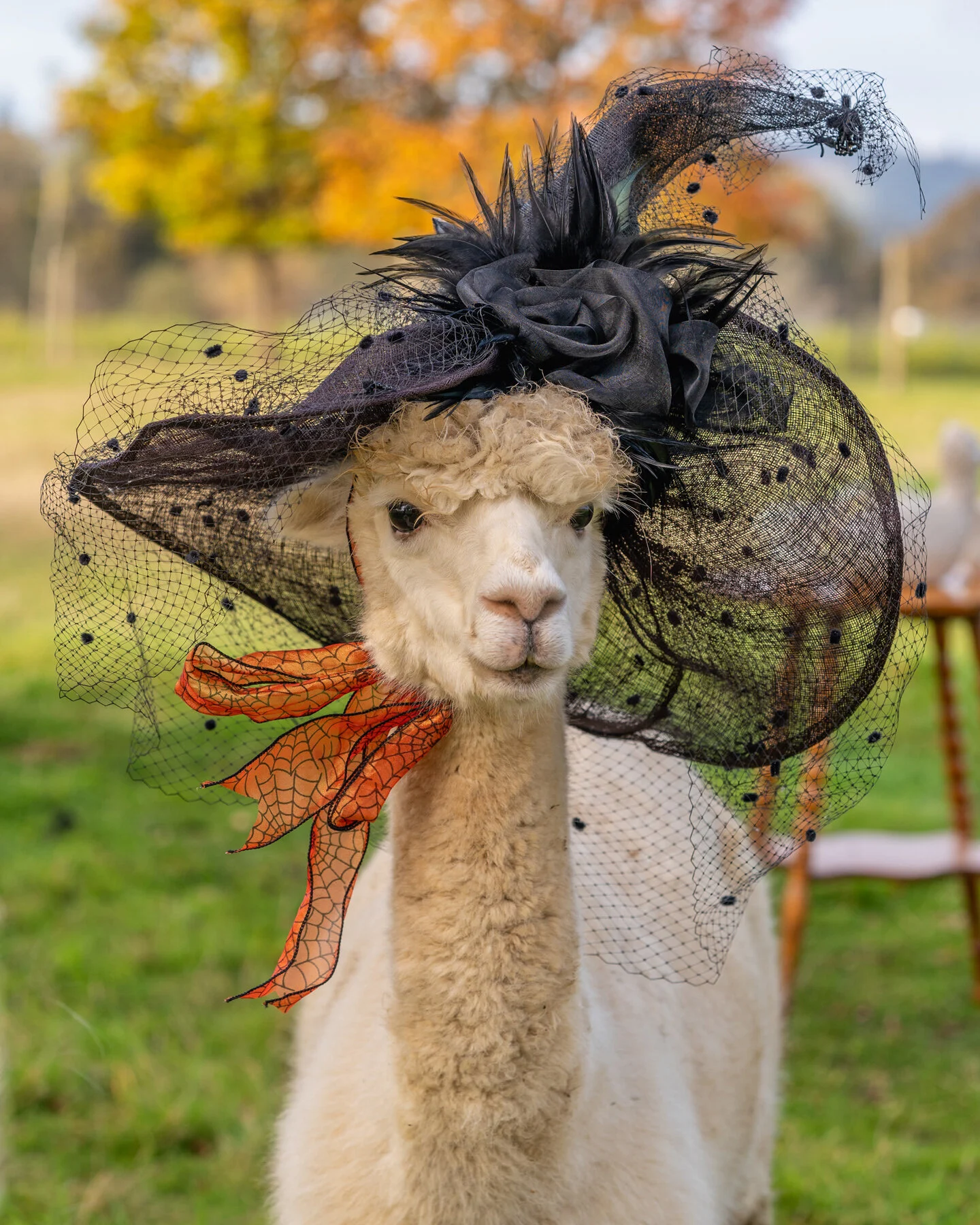 Oakwood Gardens Fall Color Tea Party Photographyby