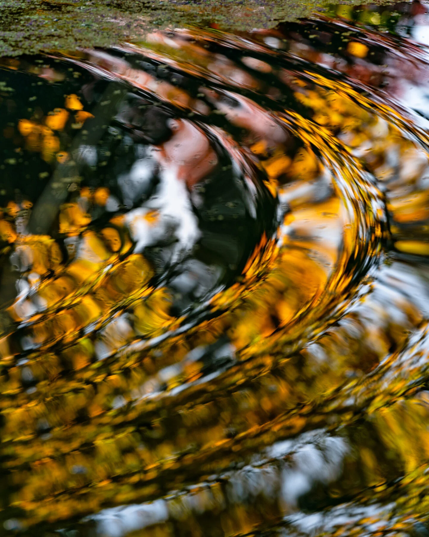 Oakwood Gardens Fall Color Garden Photographyby