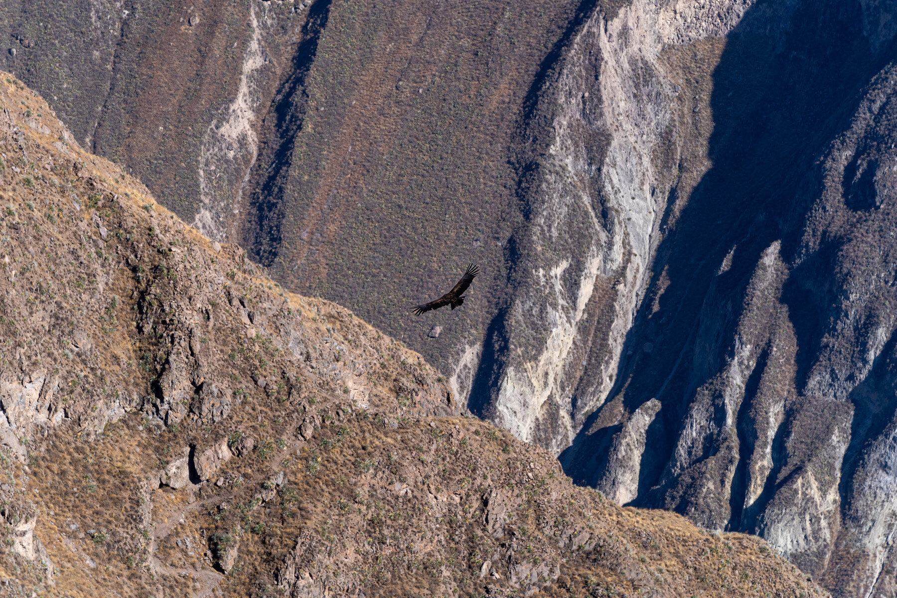 Andes Mountains Peru Quechua Benefit Colca Canyon Condor Cross
