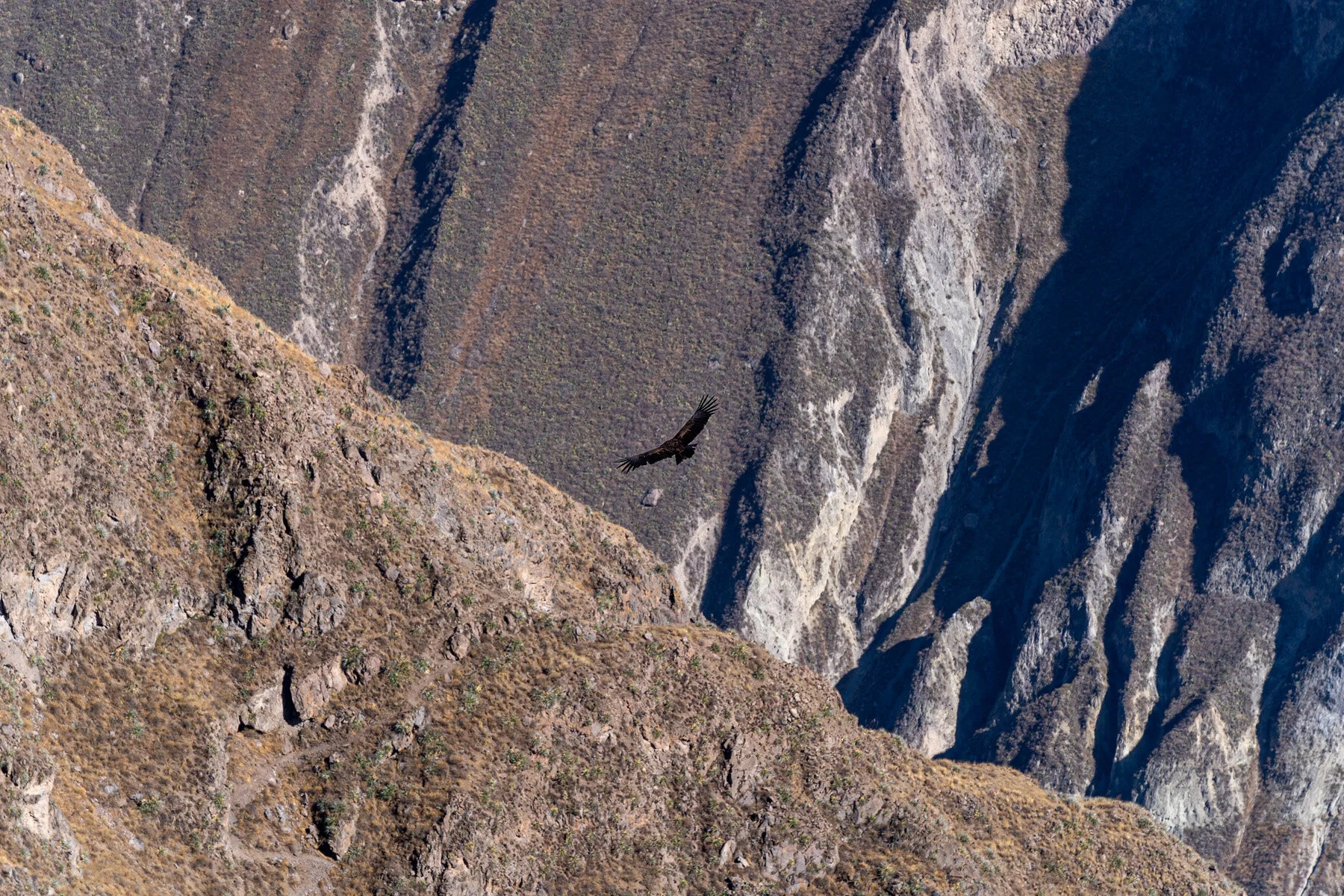 Andes Mountains Peru Quechua Benefit Colca Canyon Condor Cross