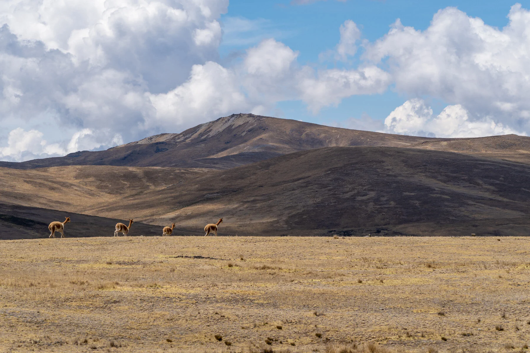 Andes Mountains Peru Quechua Benefit Picotani Vicuna Chaccu