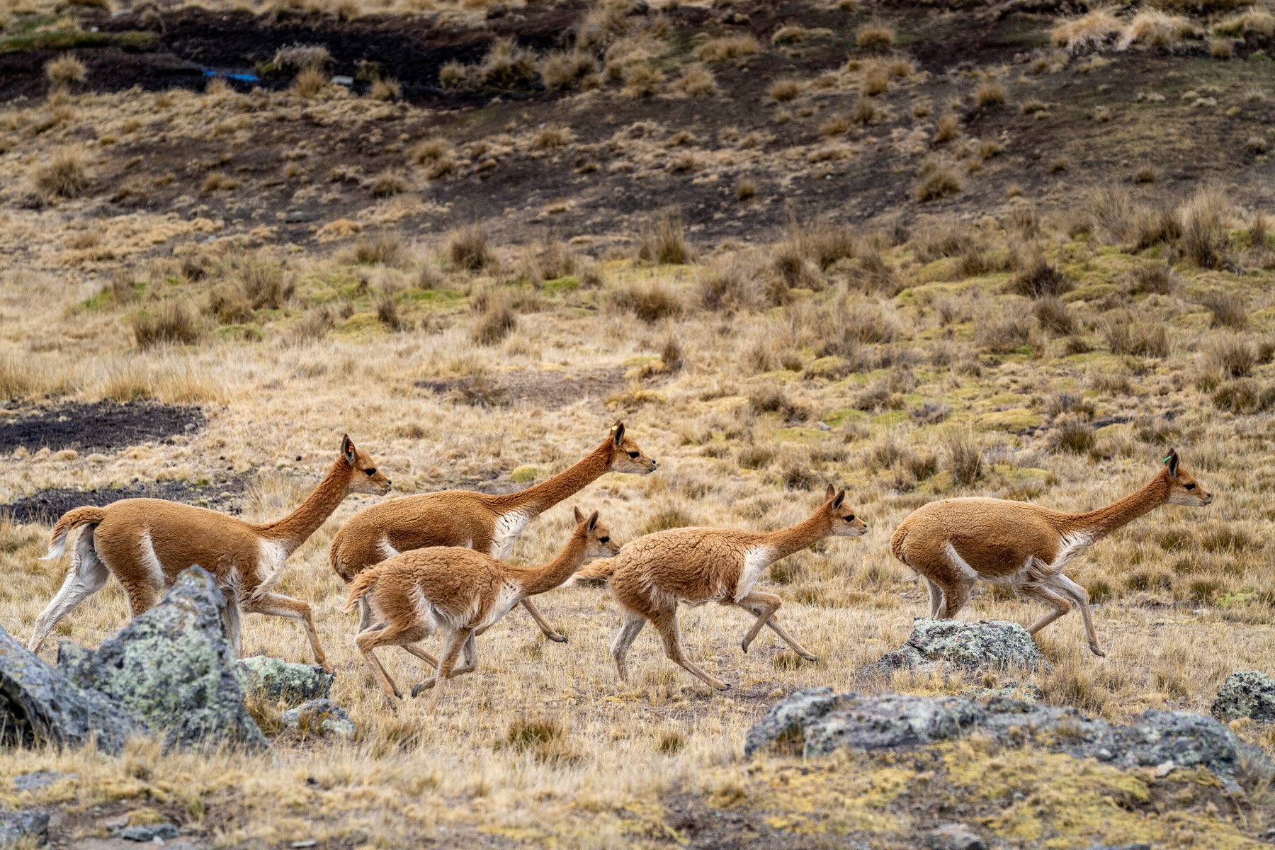 Andes Mountains Peru Quechua Benefit Picotani Vicuna Chaccu