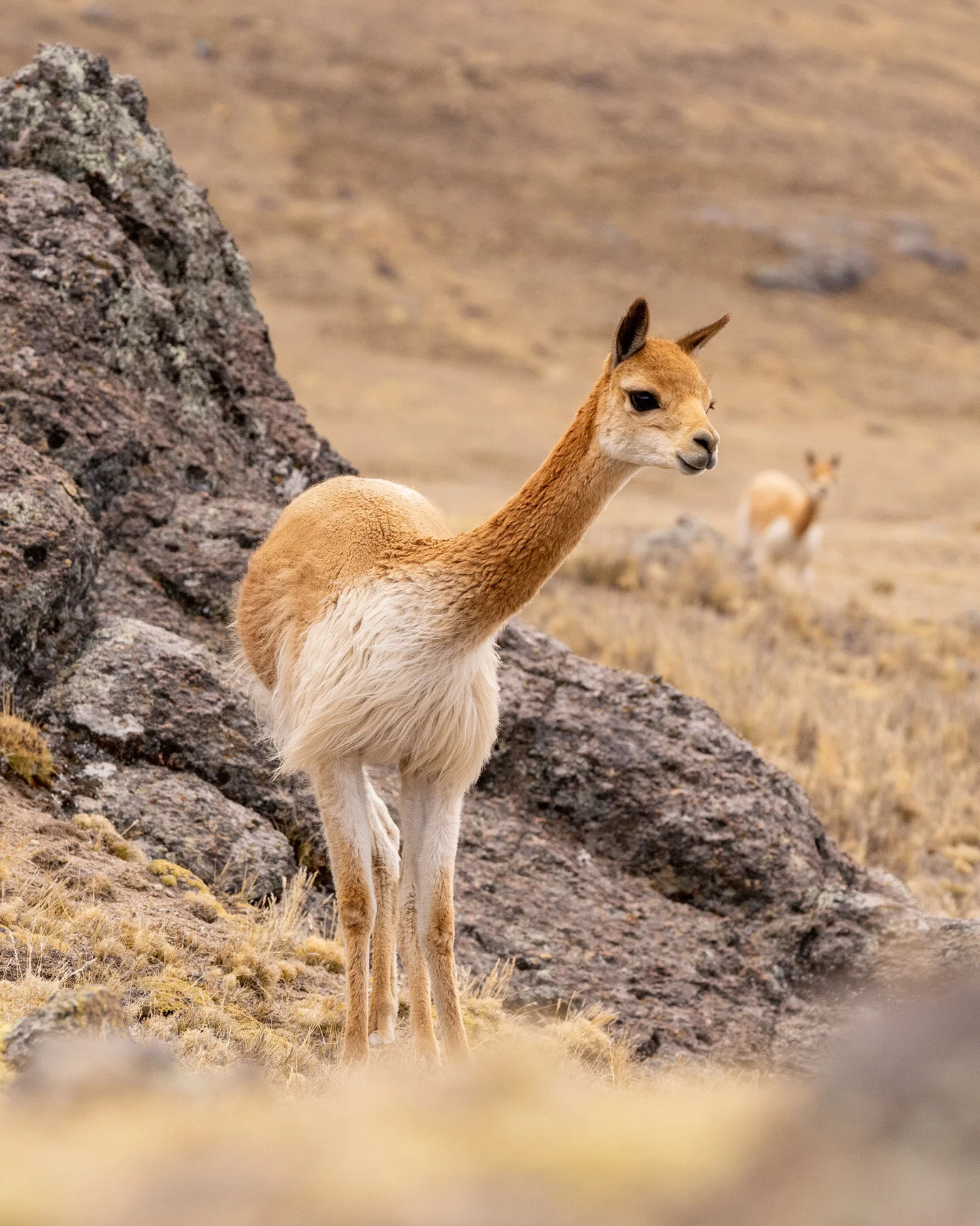 Andes Mountains Peru Quechua Benefit Picotani Vicuna Chaccu