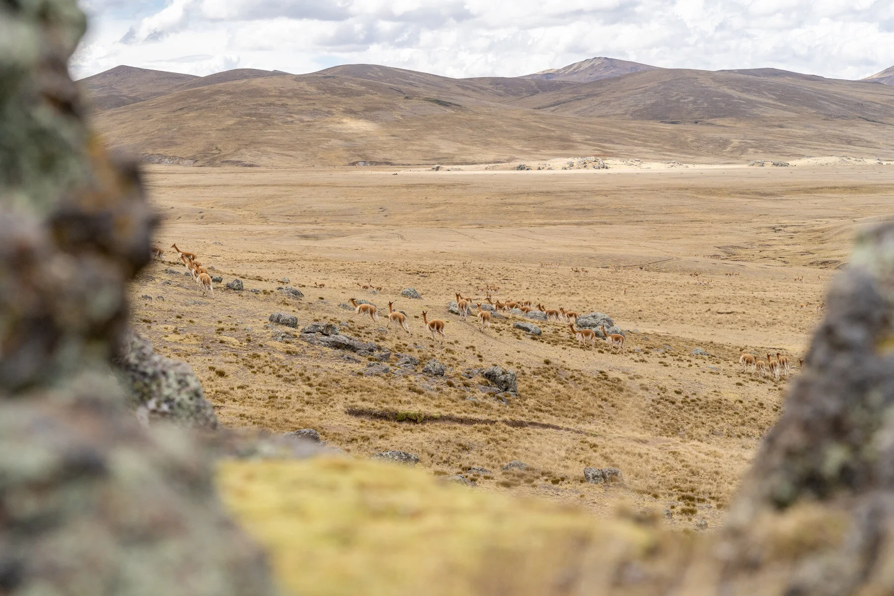Andes Mountains Peru Quechua Benefit Picotani Vicuna Chaccu