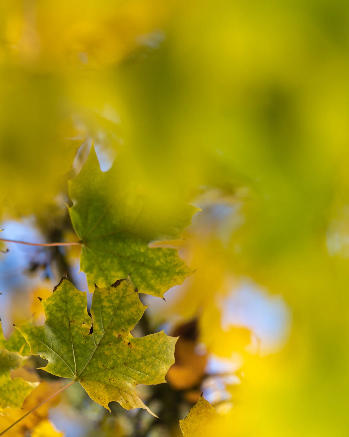 Oakwood Gardens Fall Color Garden Photographyby