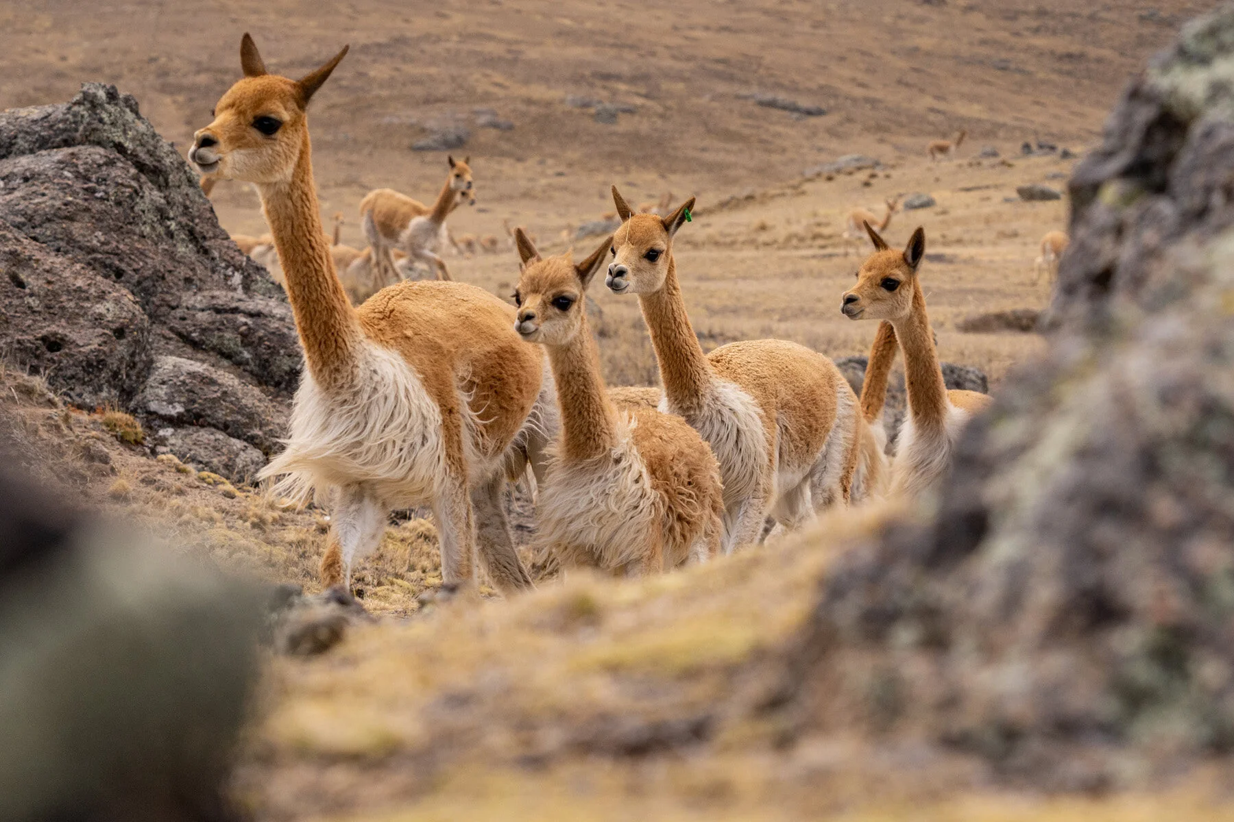 Andes Mountains Peru Quechua Benefit Picotani Vicuna Chaccu