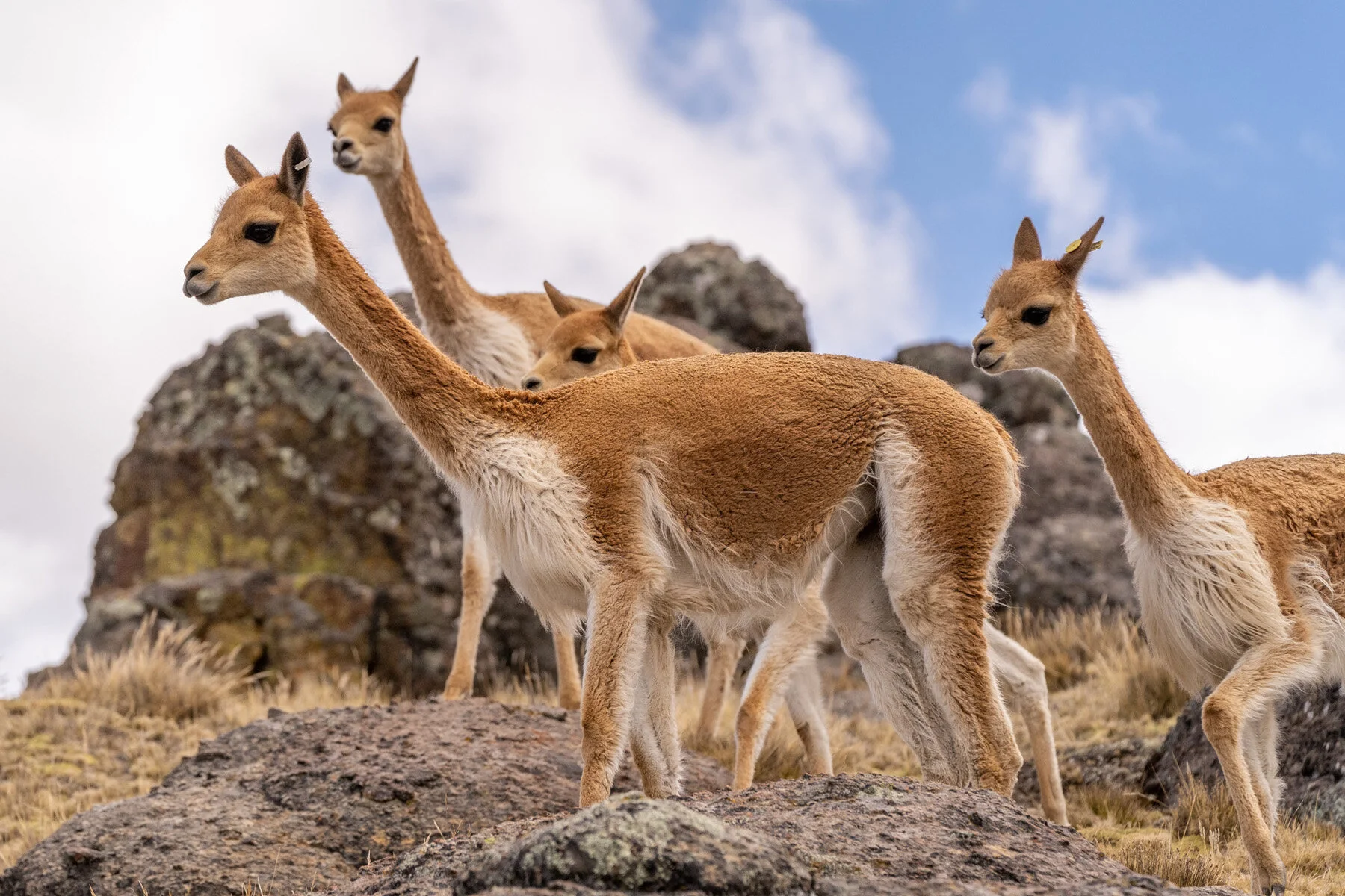 Andes Mountains Peru Quechua Benefit Picotani Vicuna Chaccu