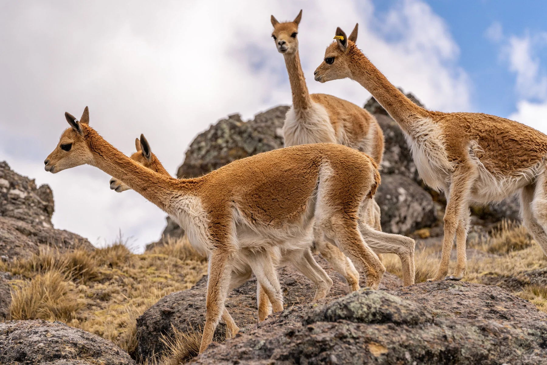 Andes Mountains Peru Quechua Benefit Picotani Vicuna Chaccu