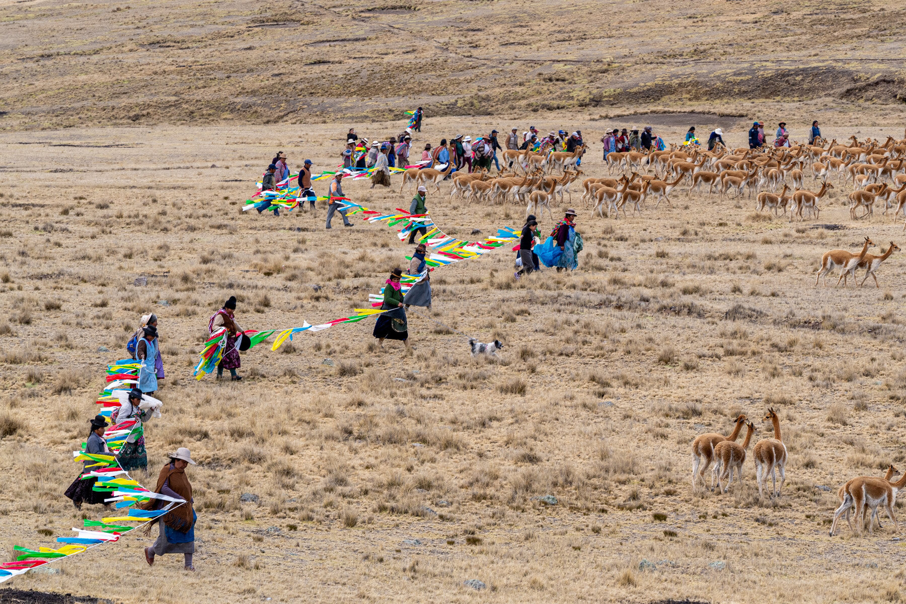 Andes Mountains Peru Quechua Benefit Picotani Vicuna Chaccu