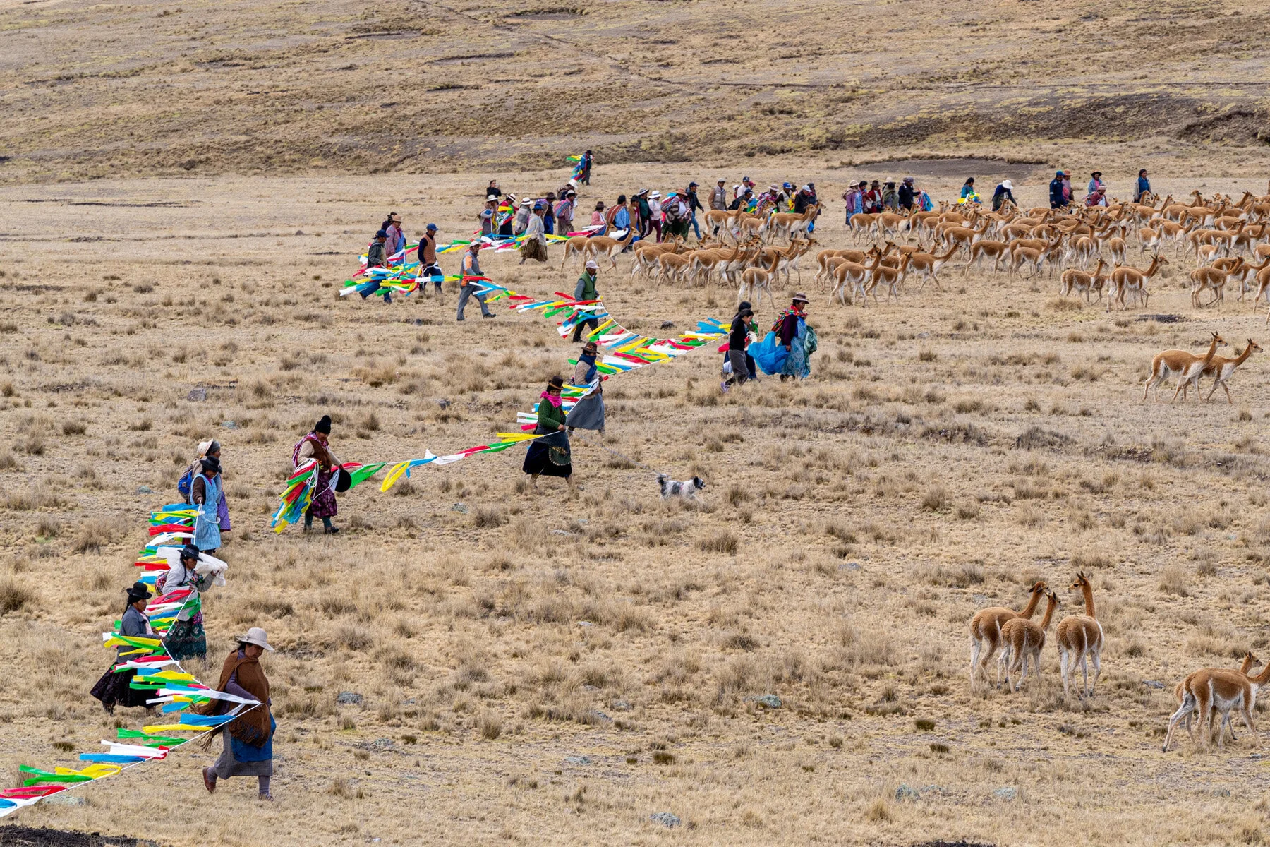 Andes Mountains Peru Quechua Benefit Picotani Vicuna Chaccu