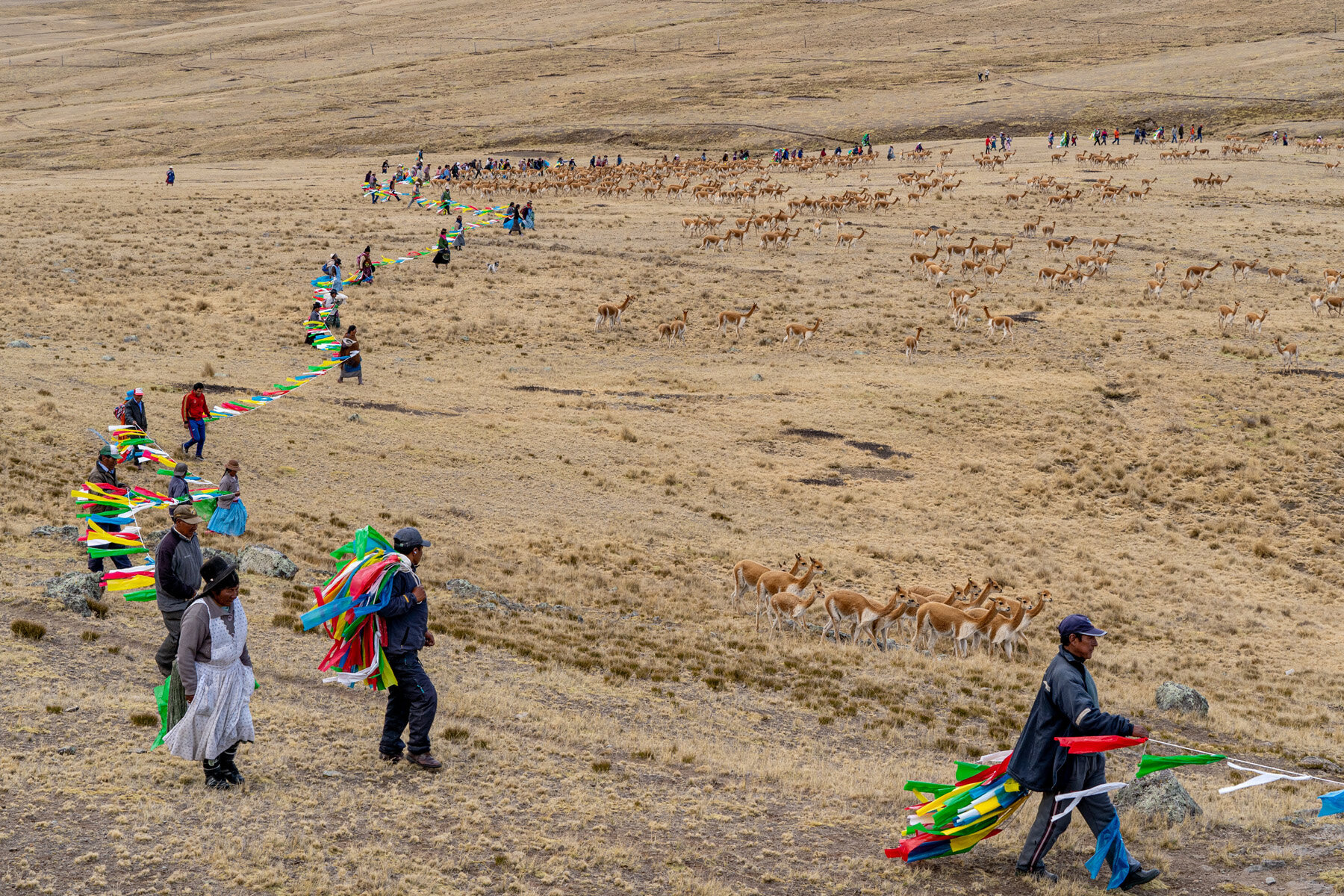 Andes Mountains Peru Quechua Benefit Picotani Vicuna Chaccu