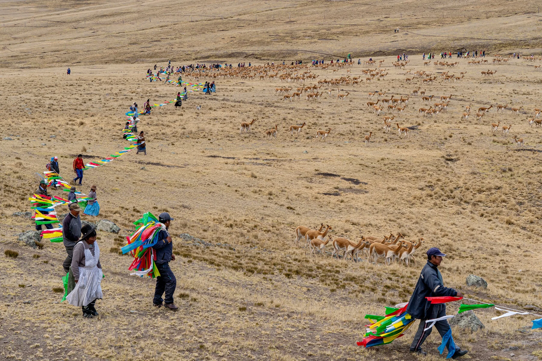 Andes Mountains Peru Quechua Benefit Picotani Vicuna Chaccu