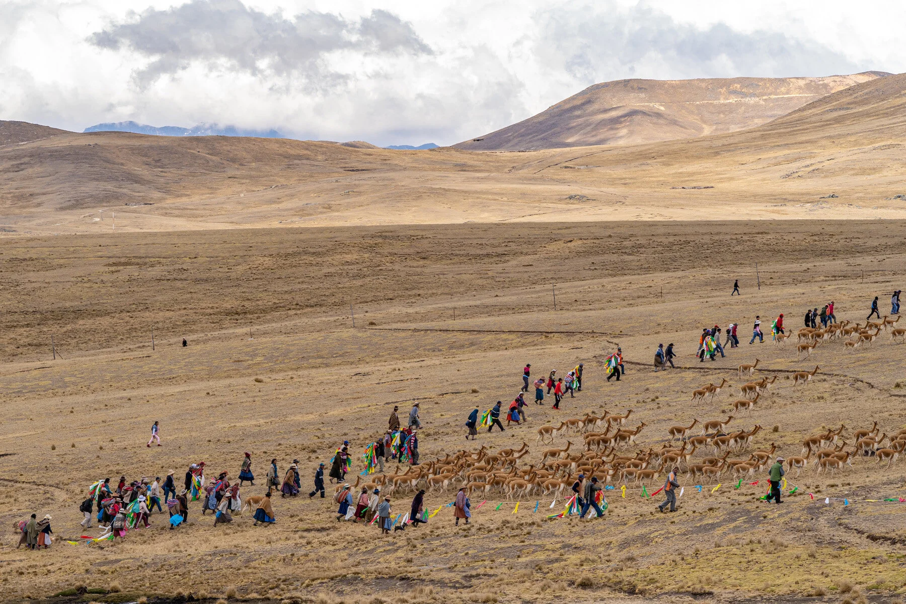 Andes Mountains Peru Quechua Benefit Picotani Vicuna Chaccu