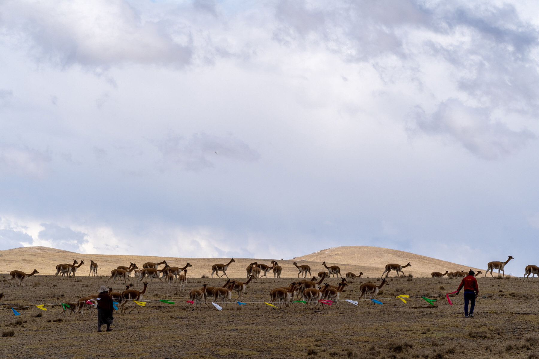 Andes Mountains Peru Quechua Benefit Picotani Vicuna Chaccu