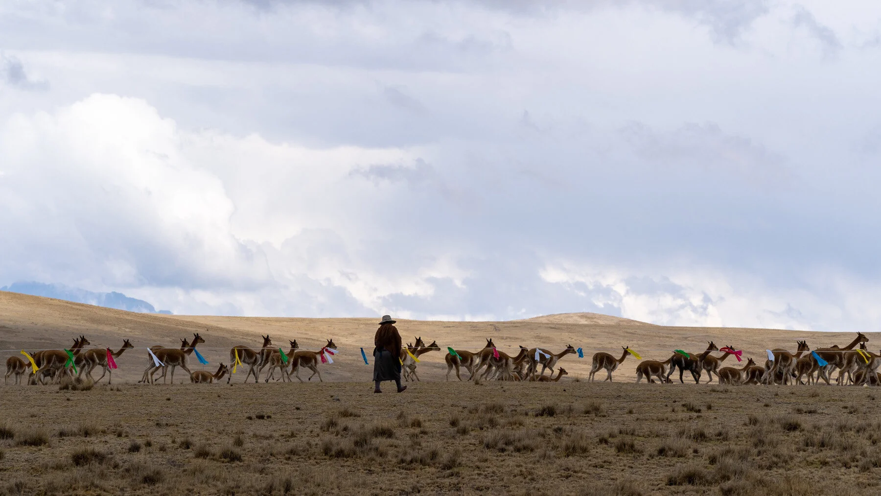 Andes Mountains Peru Quechua Benefit Picotani Vicuna Chaccu