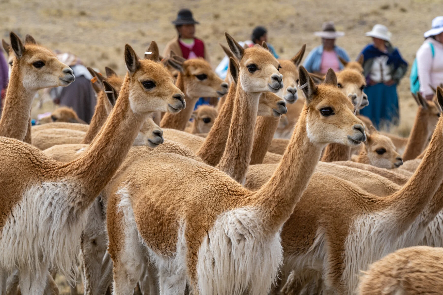 Andes Mountains Peru Quechua Benefit Picotani Vicuna Chaccu
