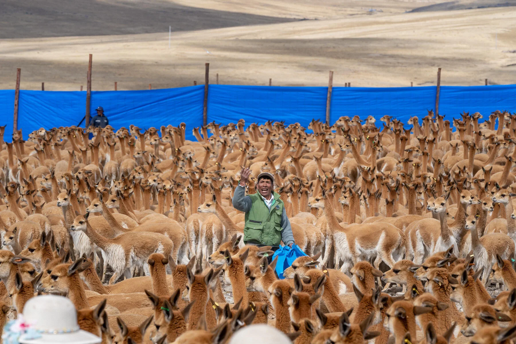 Andes Mountains Peru Quechua Benefit Picotani Vicuna Chaccu
