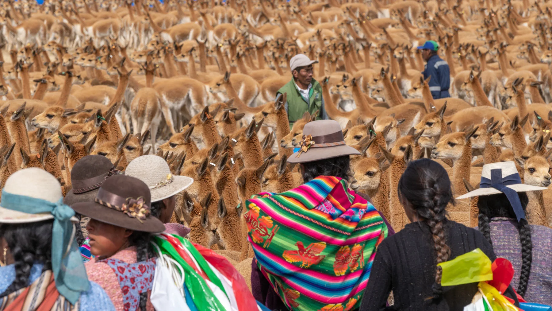 Andes Mountains Peru Quechua Benefit Picotani Vicuna Chaccu