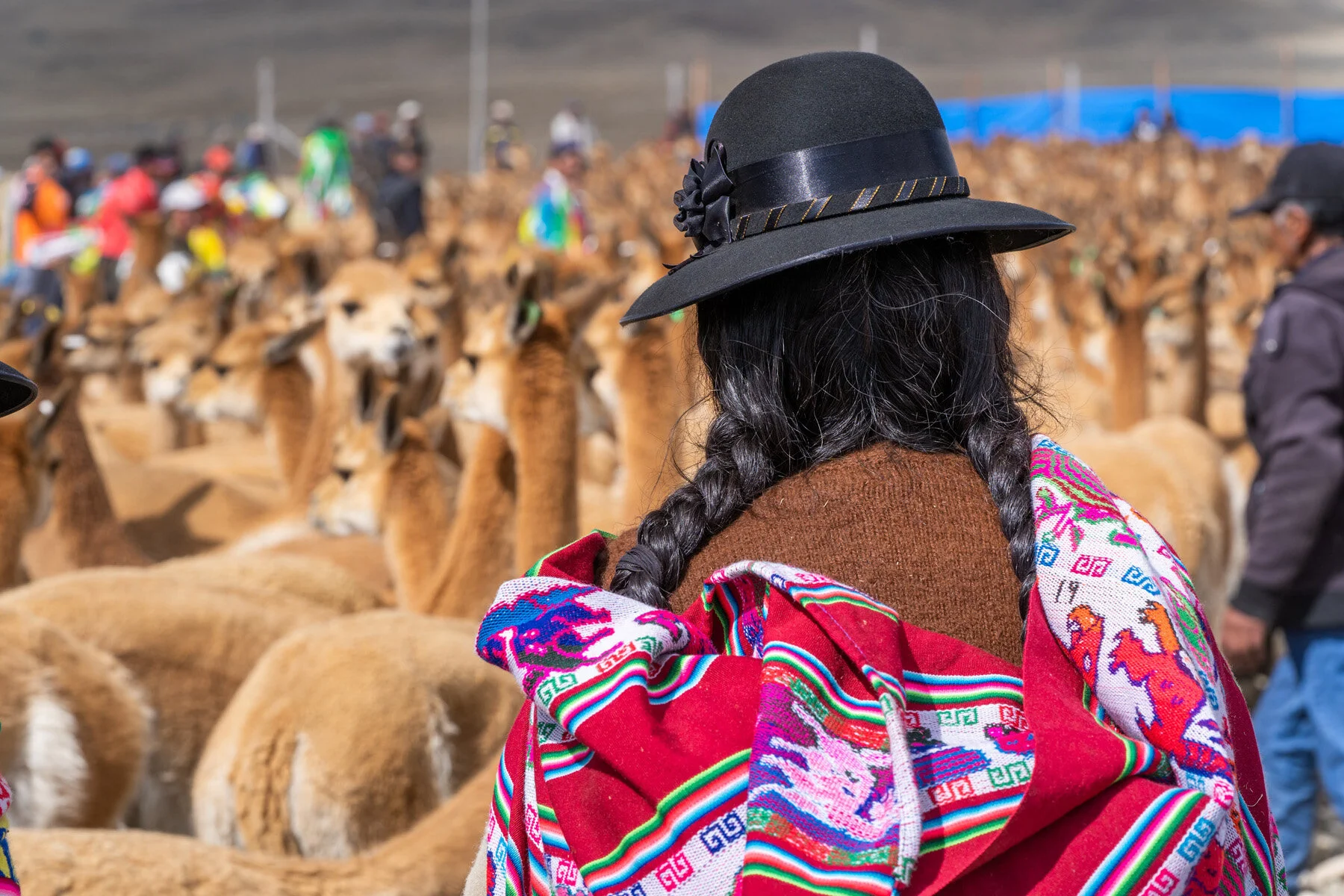Andes Mountains Peru Quechua Benefit Picotani Vicuna Chaccu