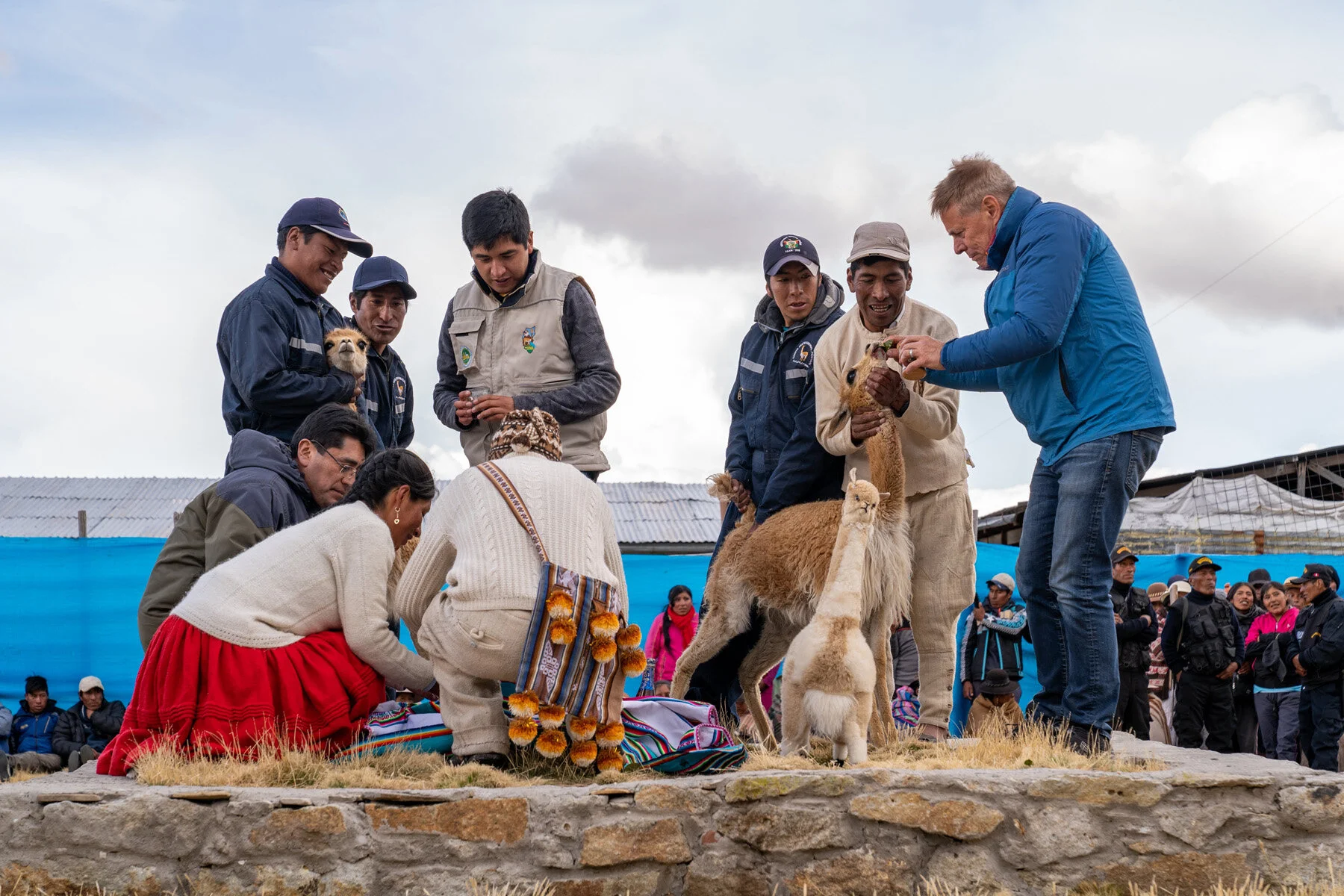 Andes Mountains Peru Quechua Benefit Picotani Vicuna Chaccu