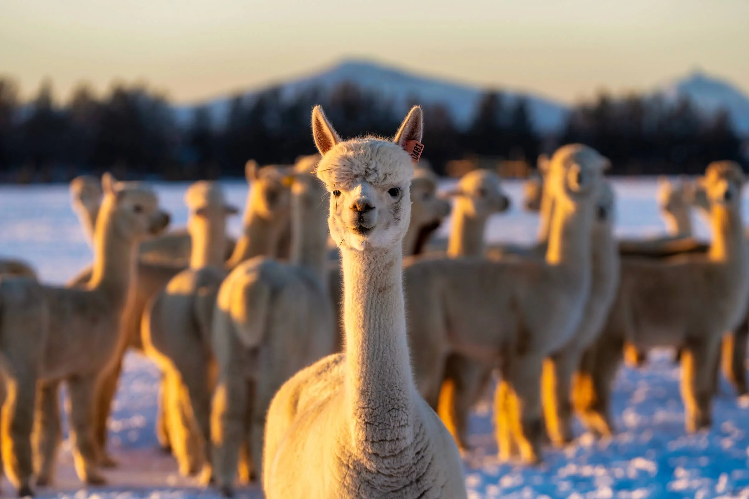 Alpacasinafieldofsnowin Central Oregon Photographyby