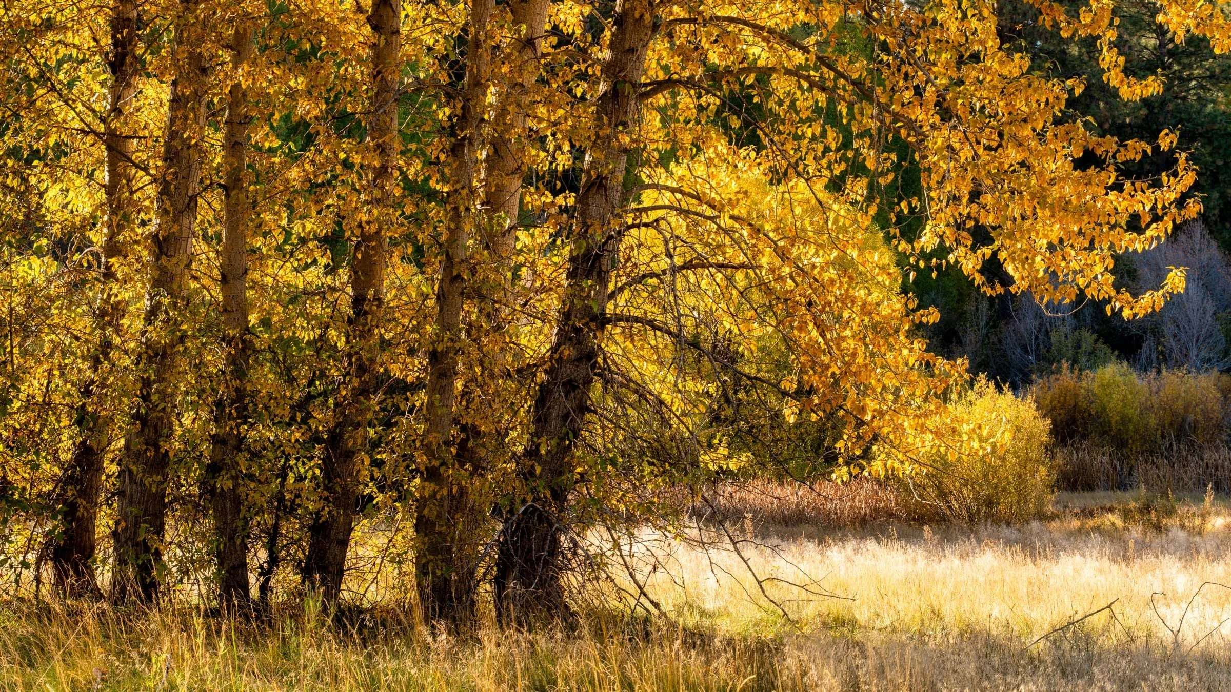 Camp Polk Meadow Preserve Fall2025 Deschutes Land Trust Paulina Creek Preserve Photographyby 2400px webres