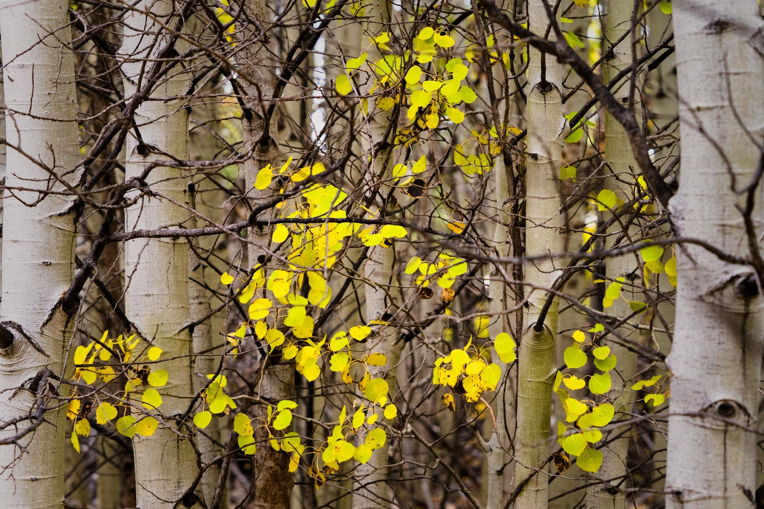 Fall2021 Camp Polk Meadow Preserve Deschutes Land Trust Photographyby 3600px