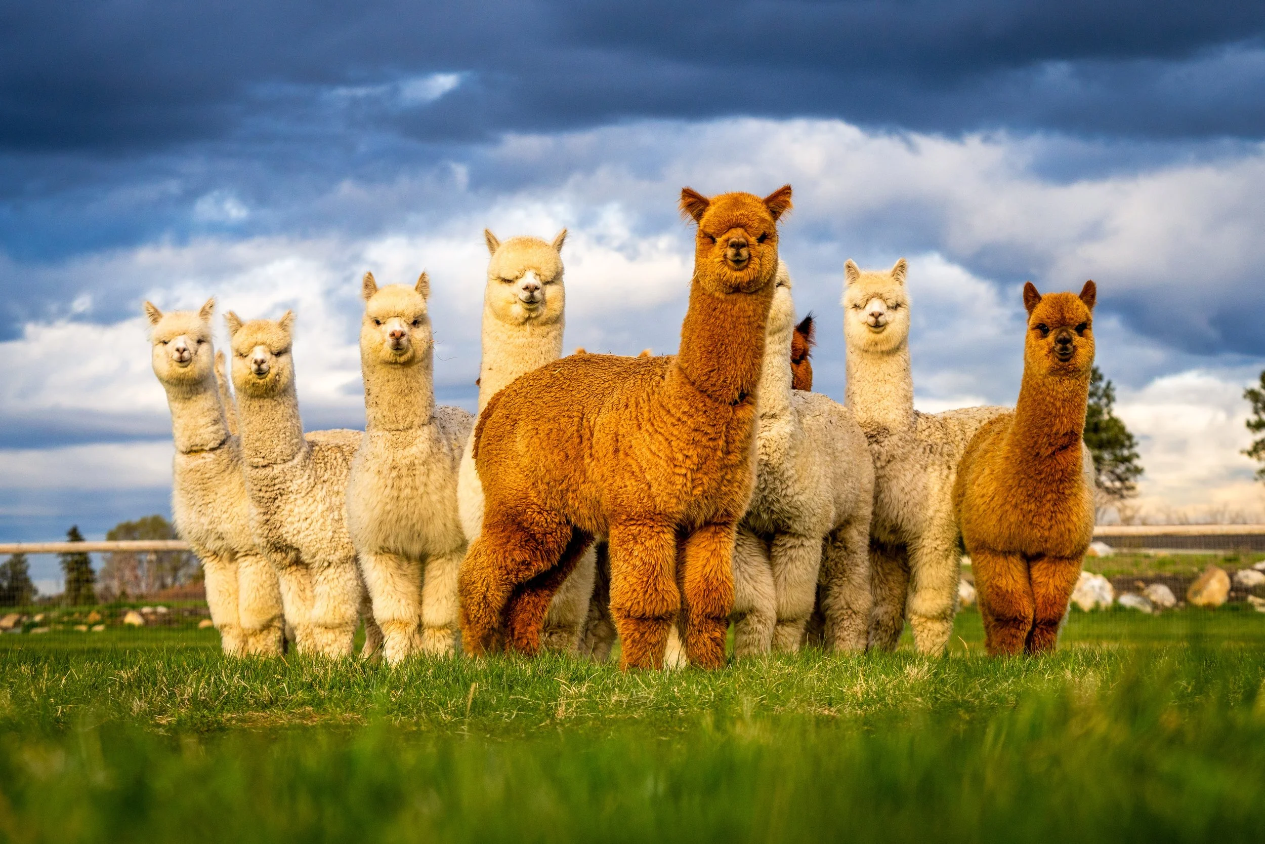 April2024 Flying Dutchman Alpacas Photographyby 4200px