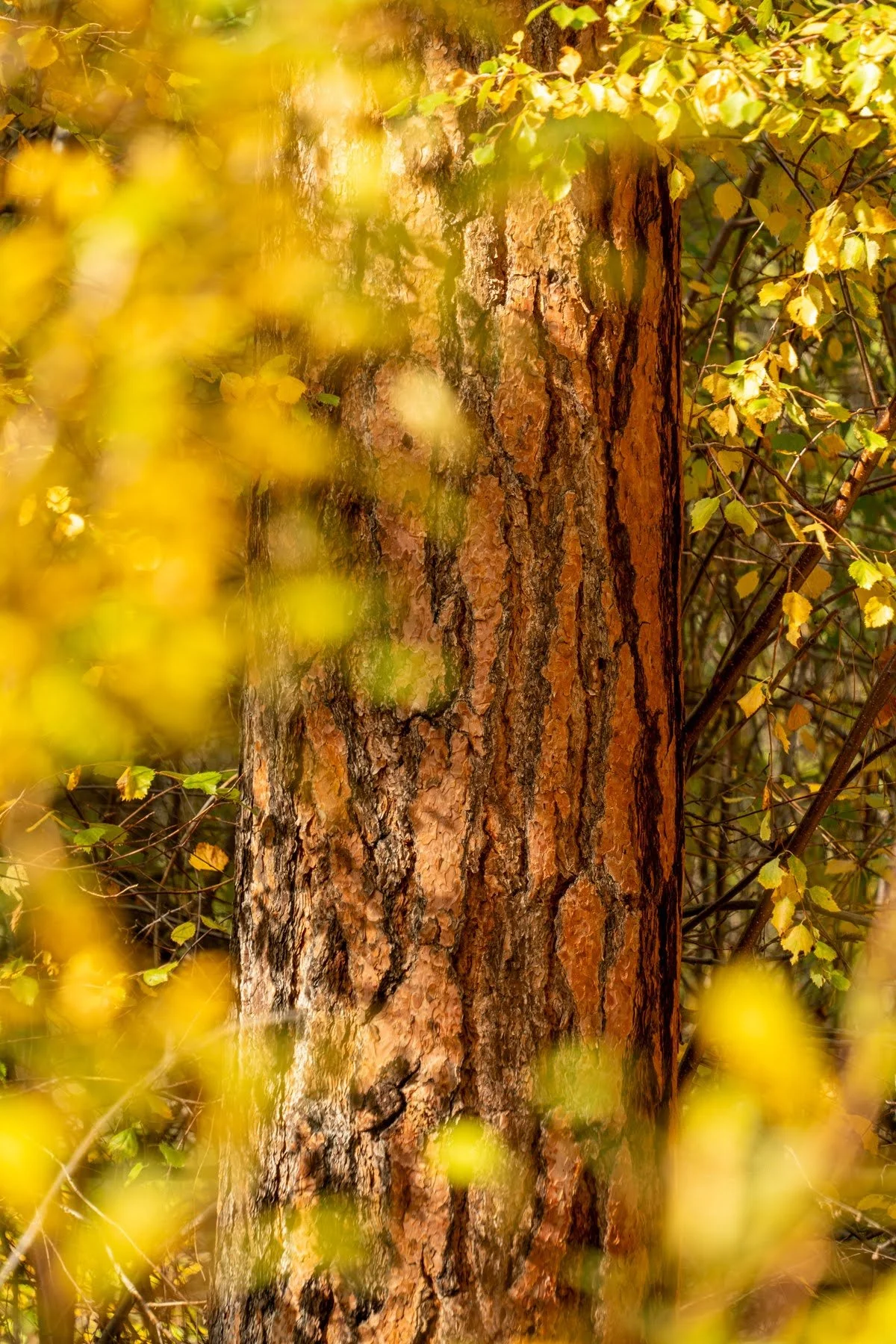 Fall2023 Whychus Canyon Preserve Deschutes Land Trust Sisters Oregon Photographyby 1800px webres