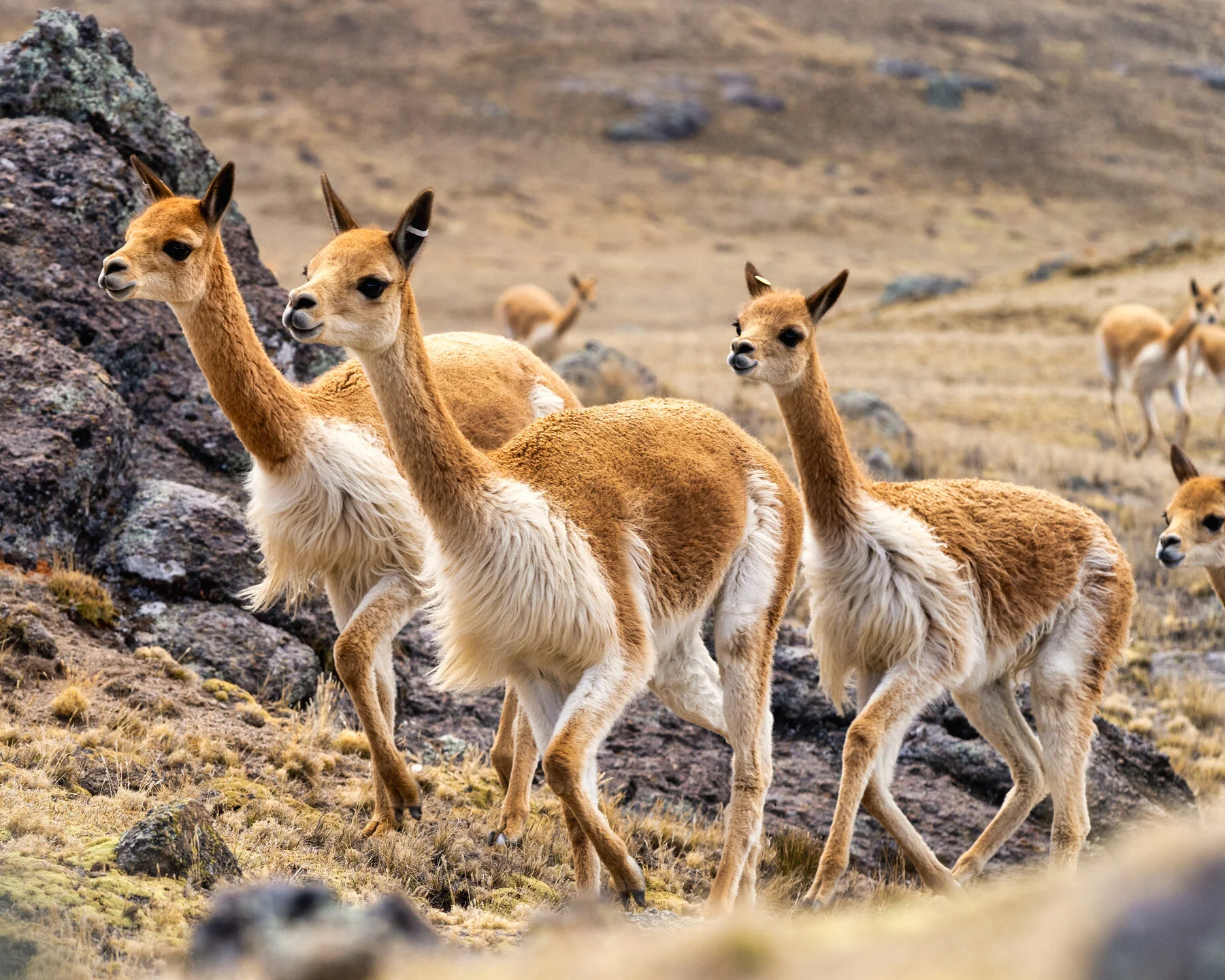 Andes Mountains Peru Quechua Benefit Picotani Vicuna Chaccu