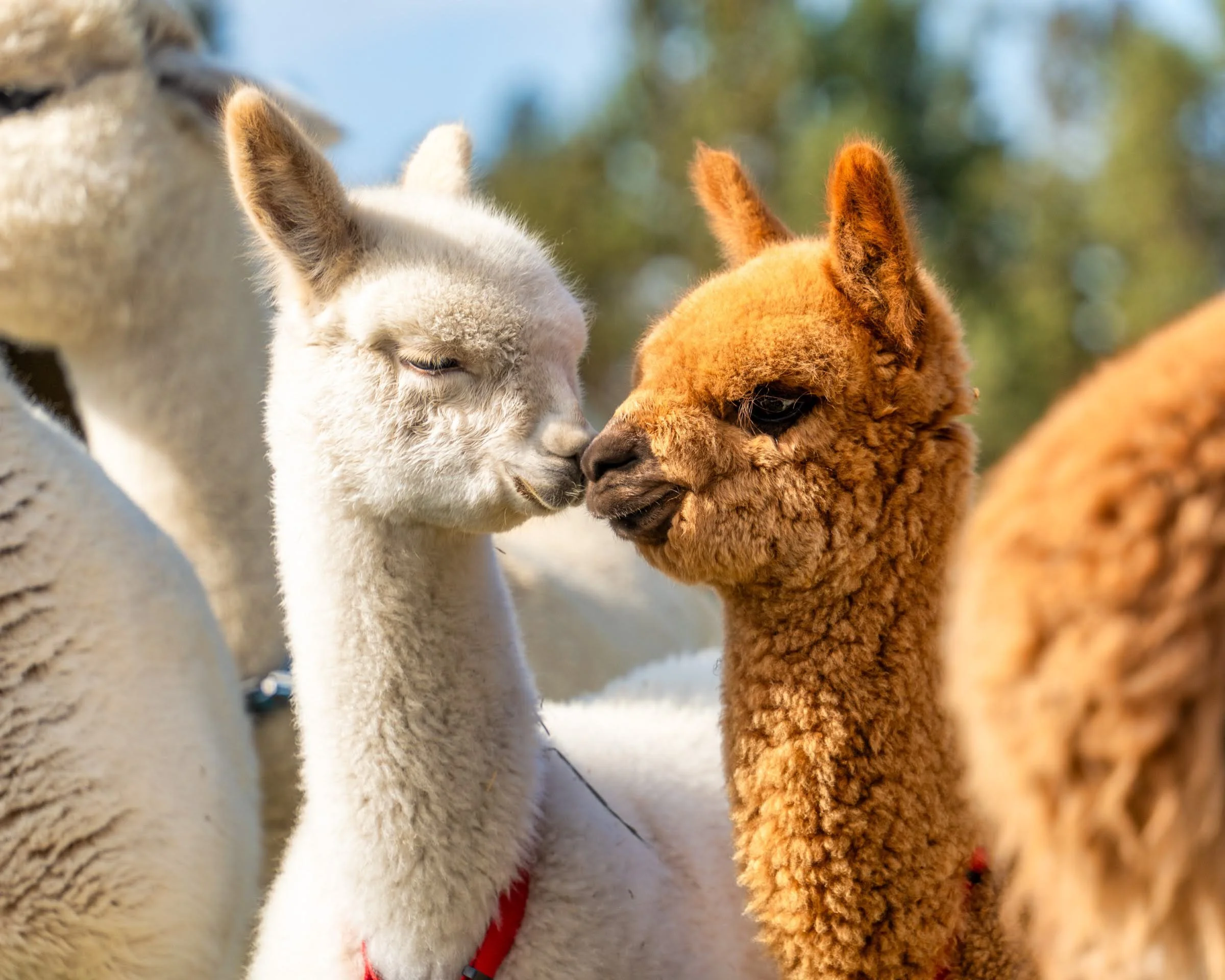 Shadi Mirae Flying Dutchman Alpacas The Original Alpaca Picnic Experience Paca Picnics Original Alpaca Experiences Photo