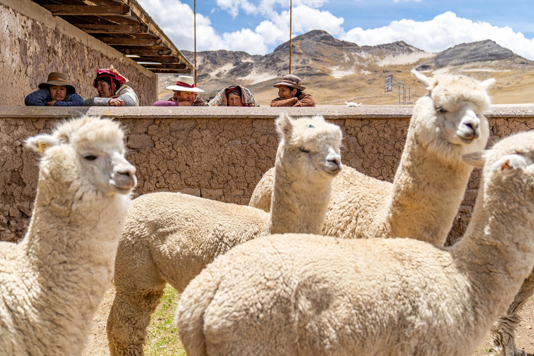 Andes Mountains Peru Quechua Benefit Picotani Spar Macusani Alpaca