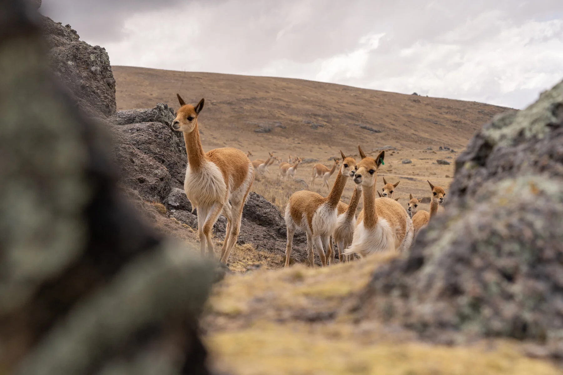 Andes Mountains Peru Quechua Benefit Picotani Vicuna Chaccu
