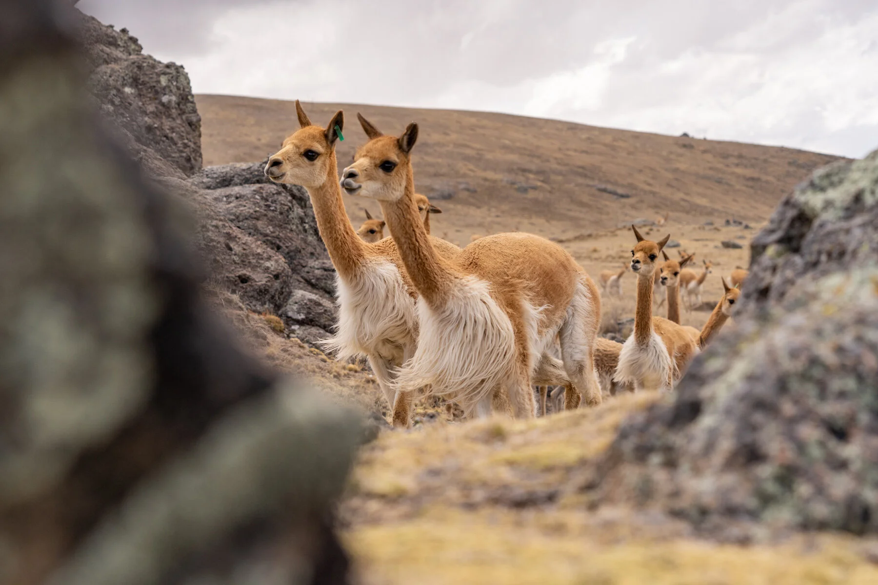 Andes Mountains Peru Quechua Benefit Picotani Vicuna Chaccu