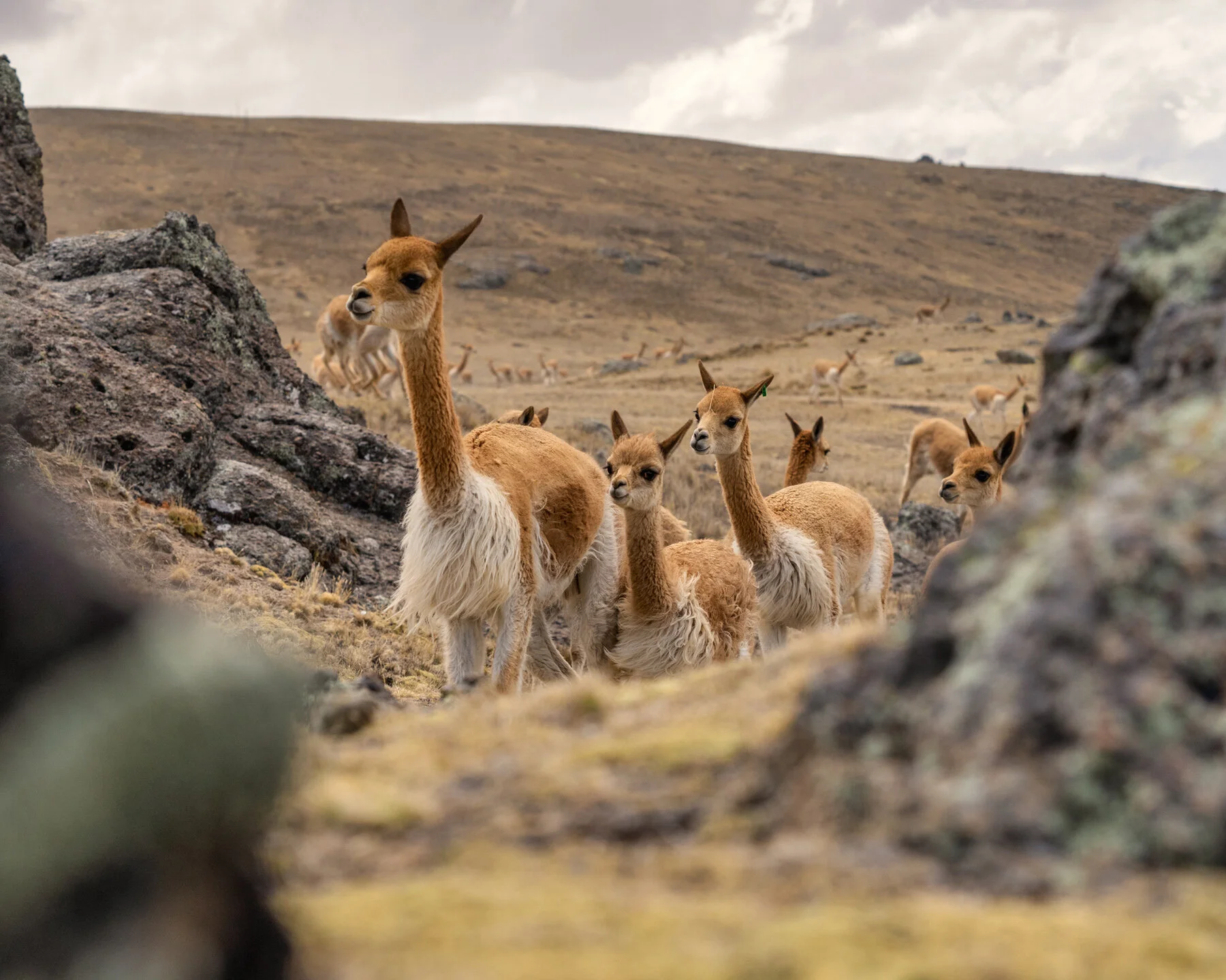 Andes Mountains Peru Quechua Benefit Picotani Vicuna Chaccu