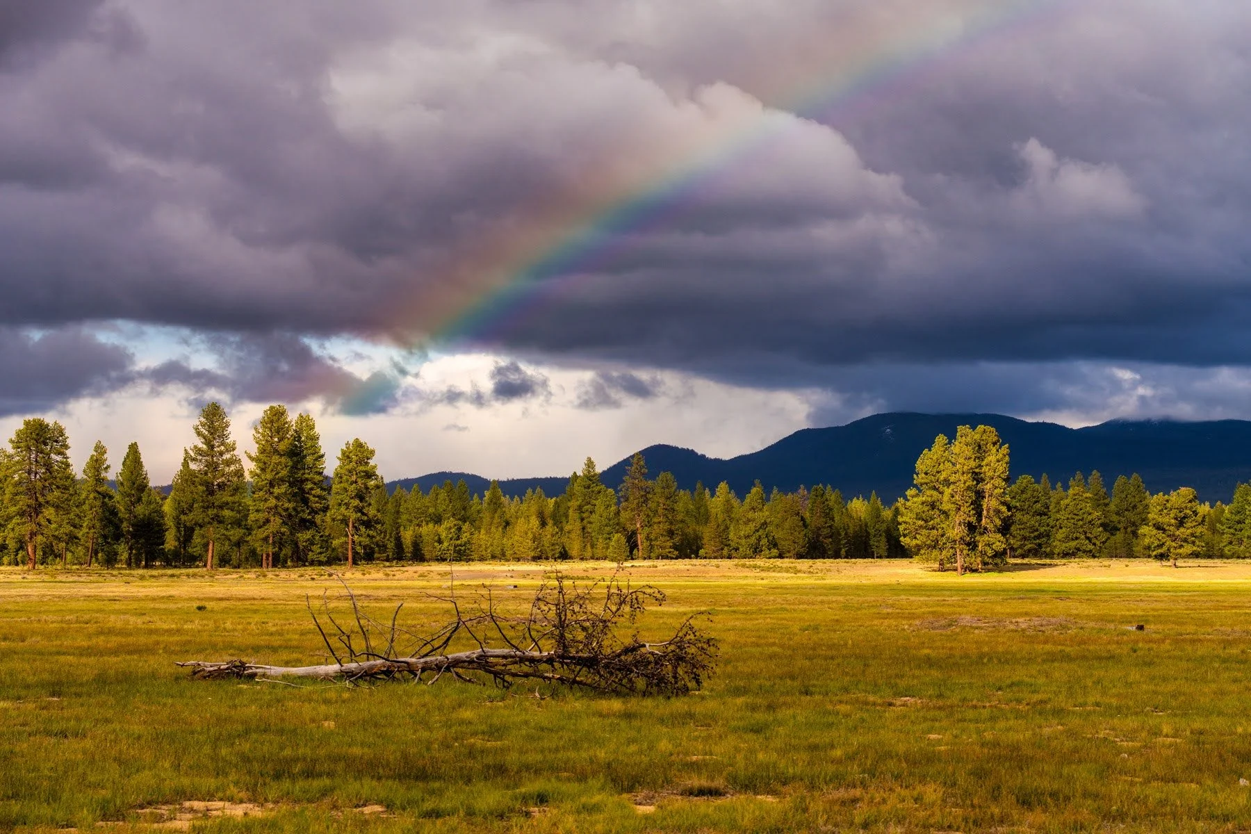 Spring2025 Deschutes Land Trust Paulina Creek Preserve Photographyby 4200px