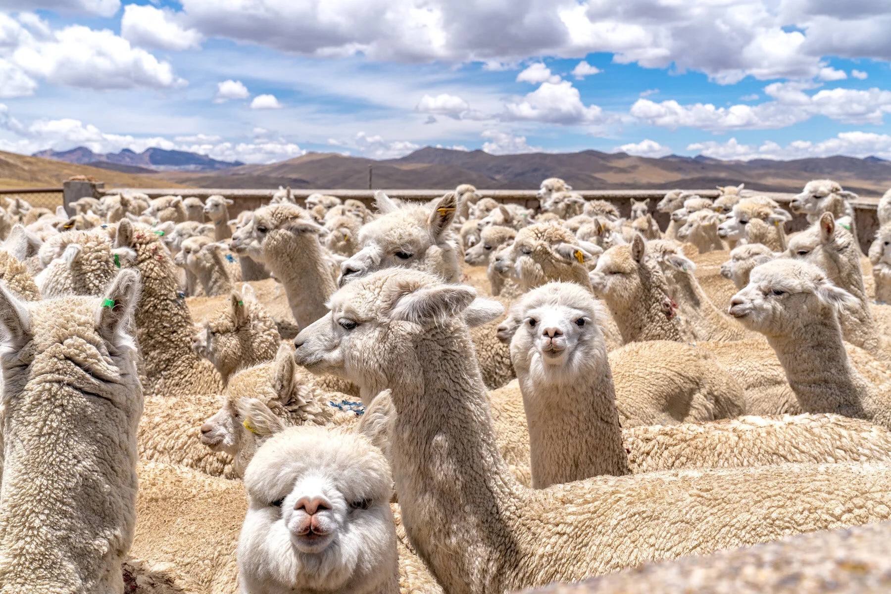 Andes Mountains Peru Quechua Benefit Picotani Spar Macusani Alpaca