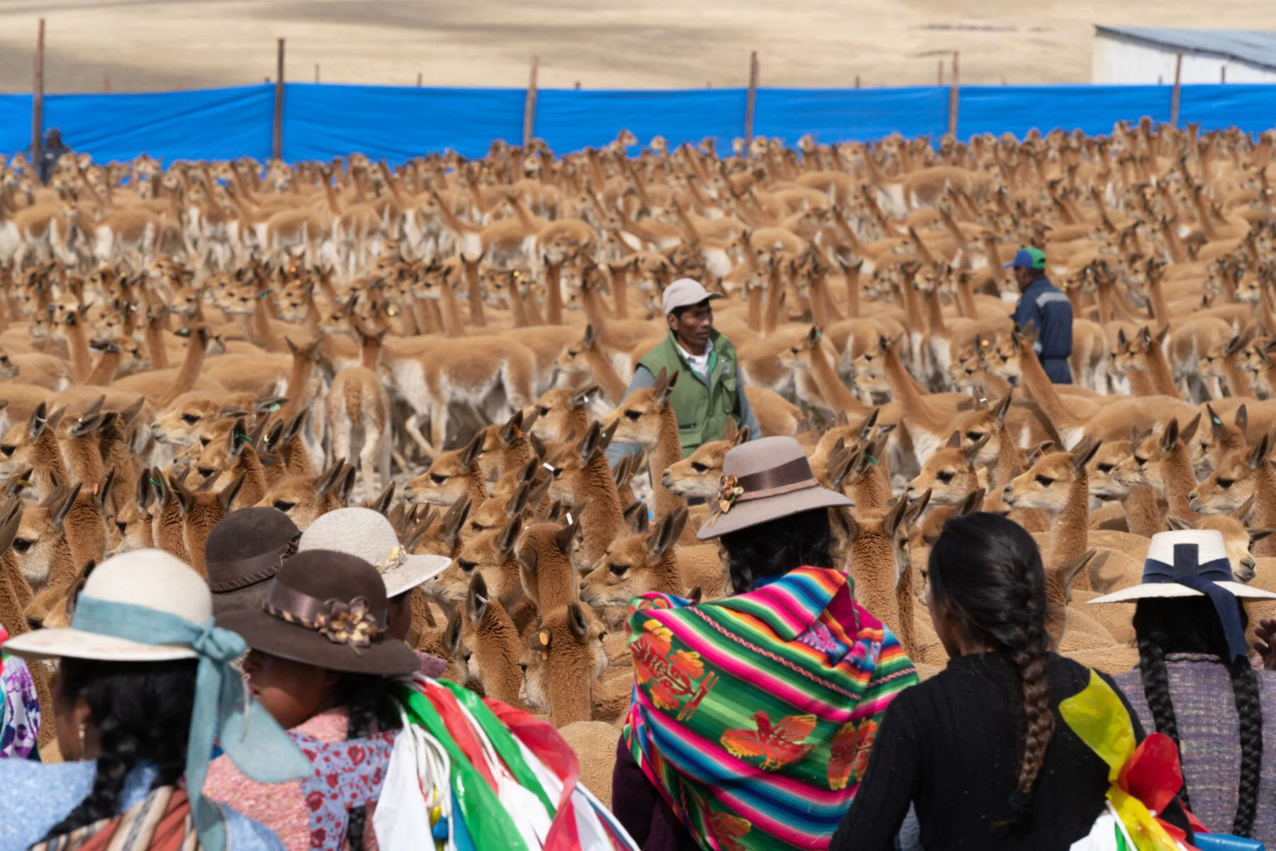 Andes Mountains Peru Quechua Benefit Picotani Vicuna Chaccu